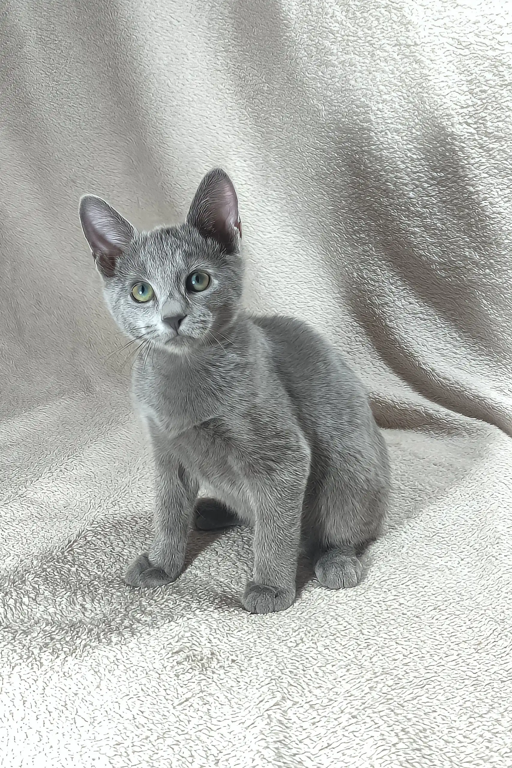 Cai | Russian Blue Kitten