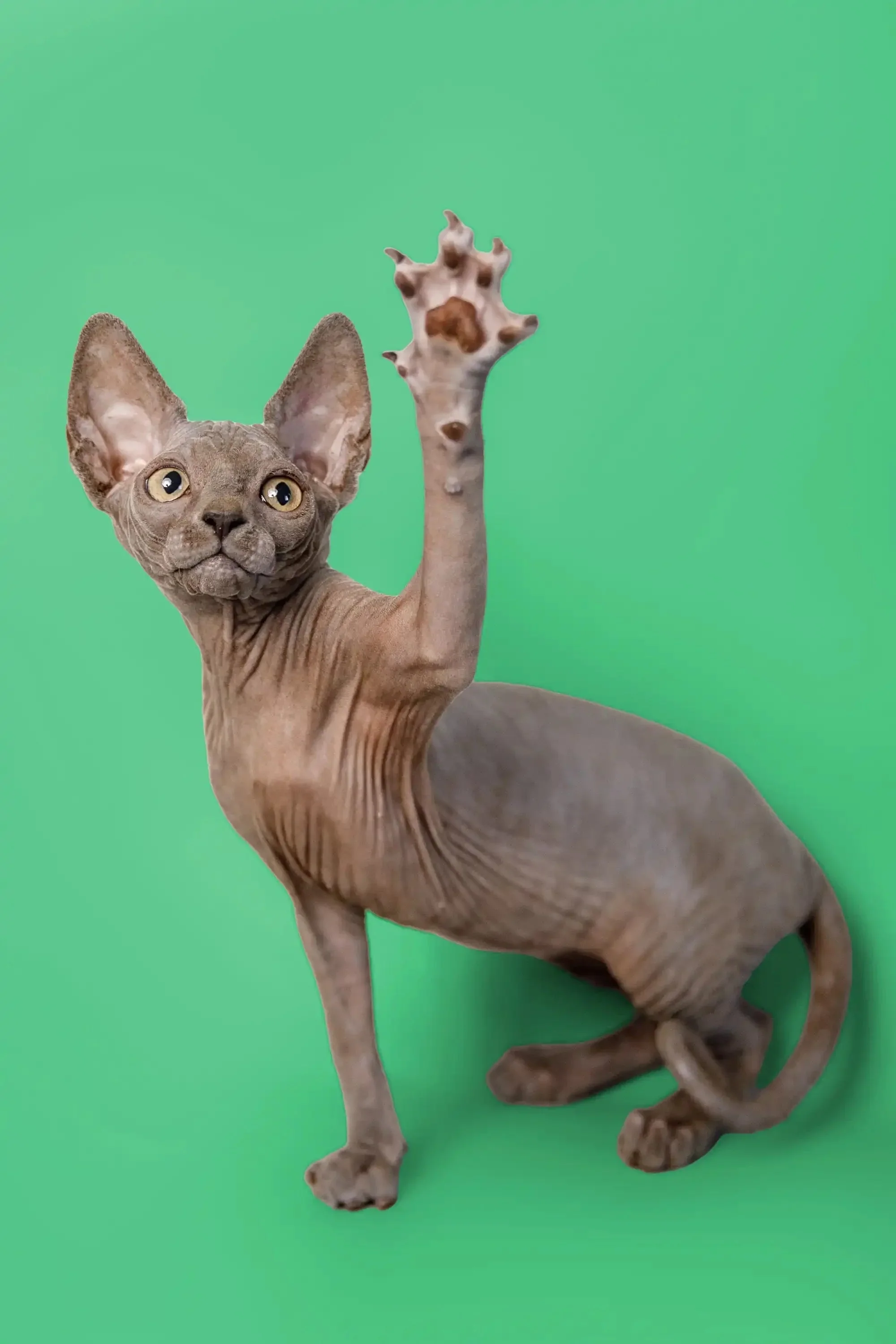Callie| Sphynx Kitten - Image 2