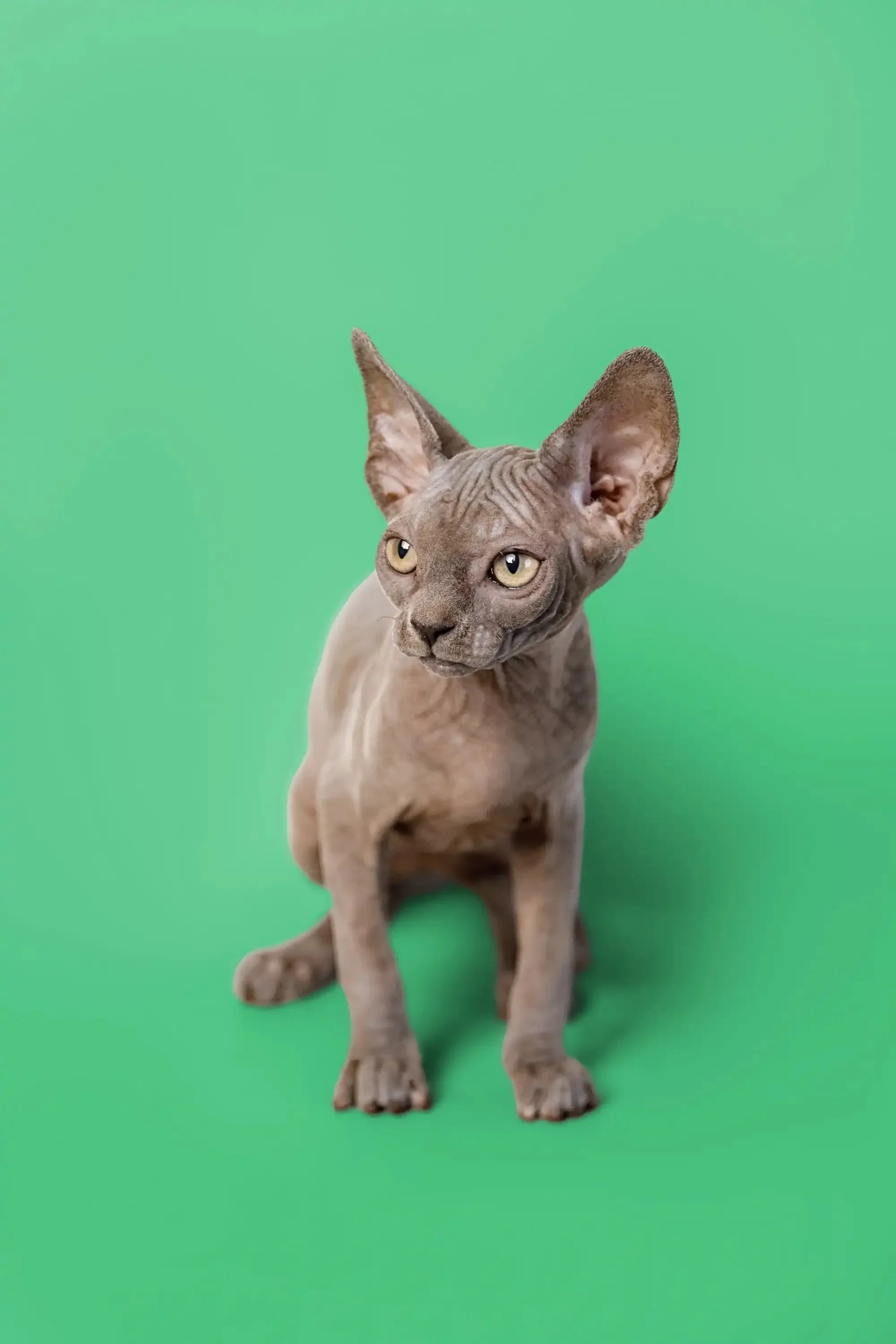 Callie| Sphynx Kitten - Image 3