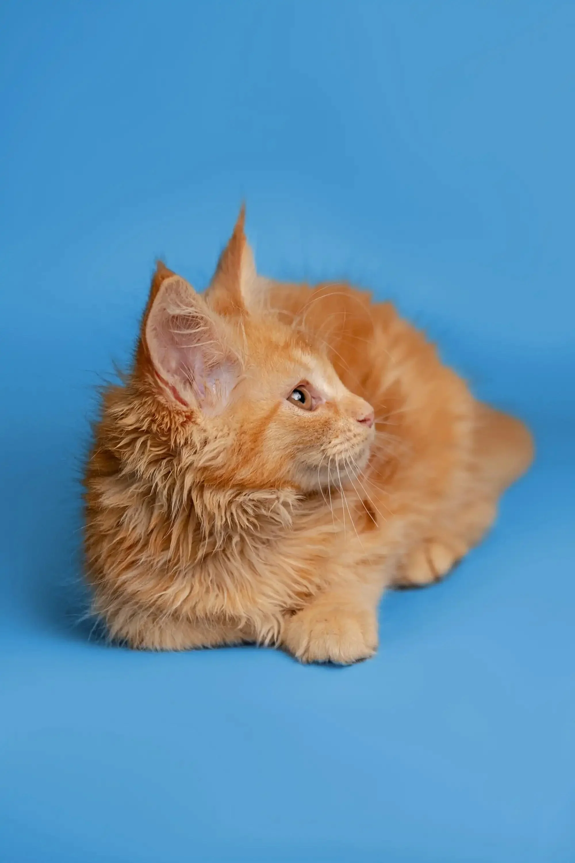 Calliope | Maine Coon Kitten - Image 14