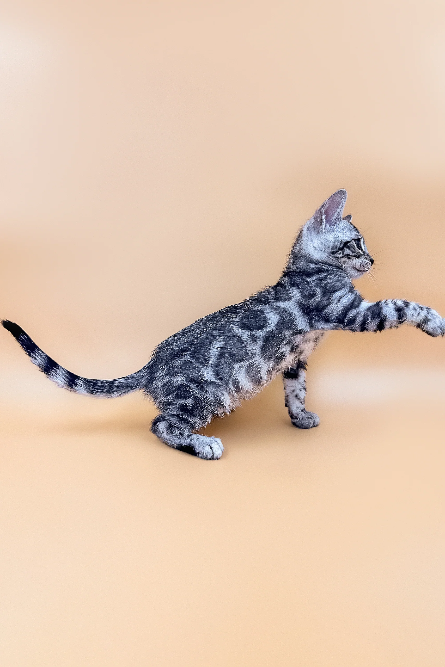 Calvin | Bengal Kitten - Image 3