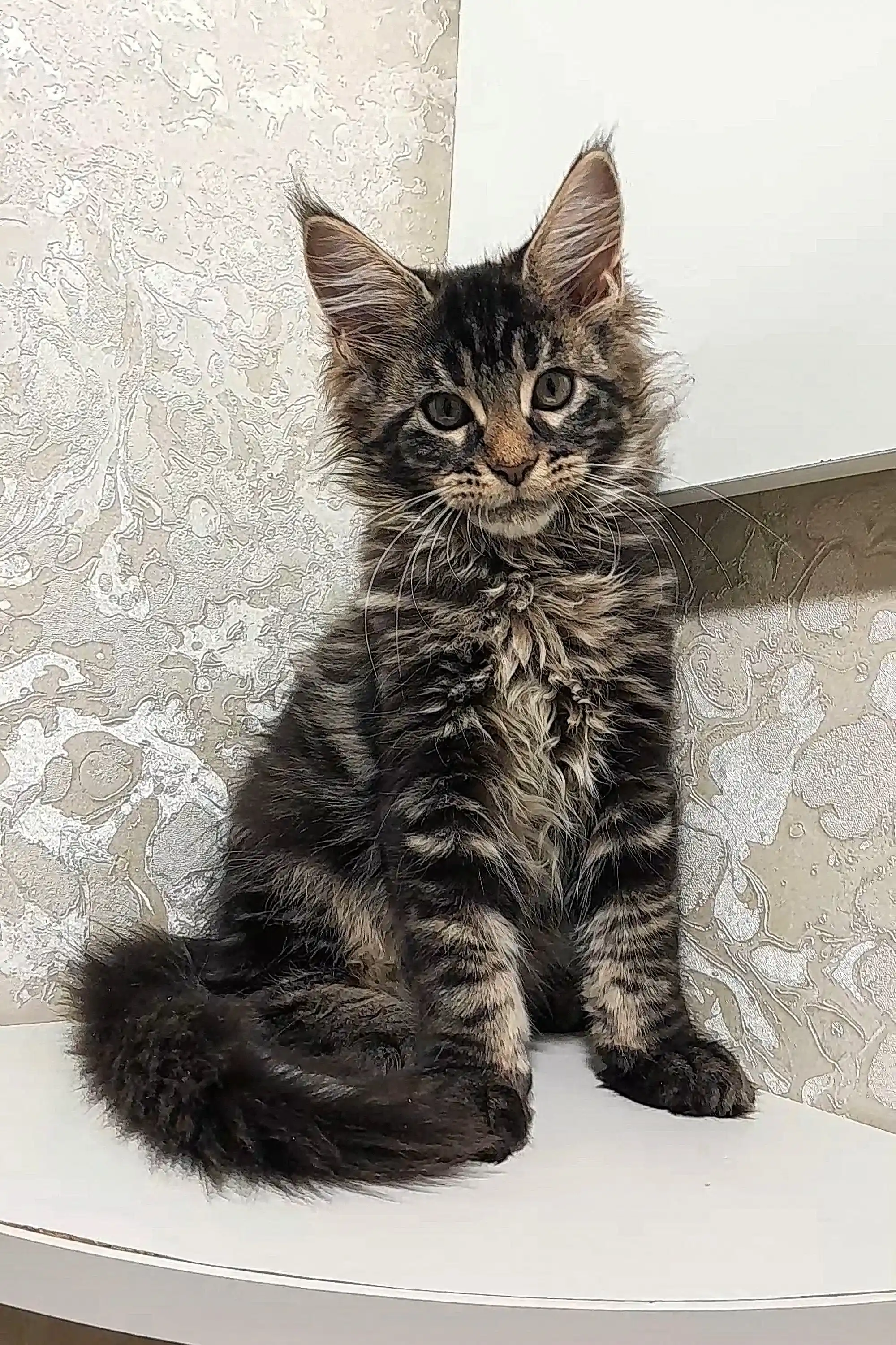 Calvin | Maine Coon Kitten - Image 5