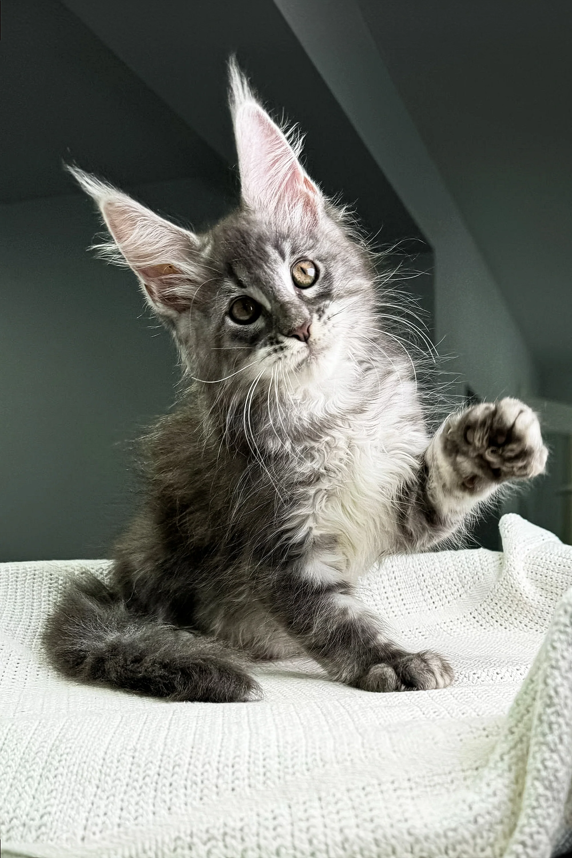 Cameron | Maine Coon Kitten - Image 11
