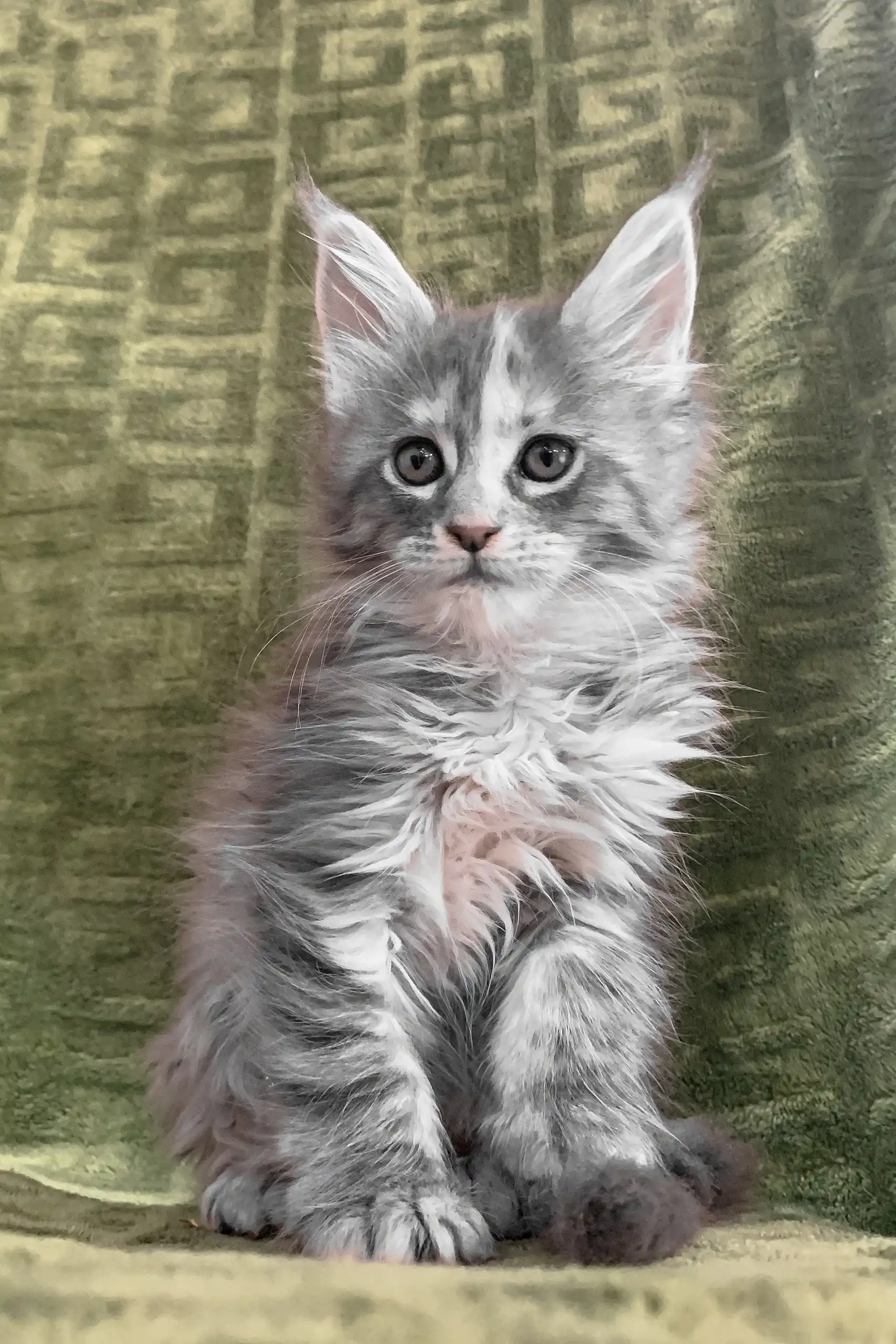 Candy | Maine Coon Kitten - Image 3