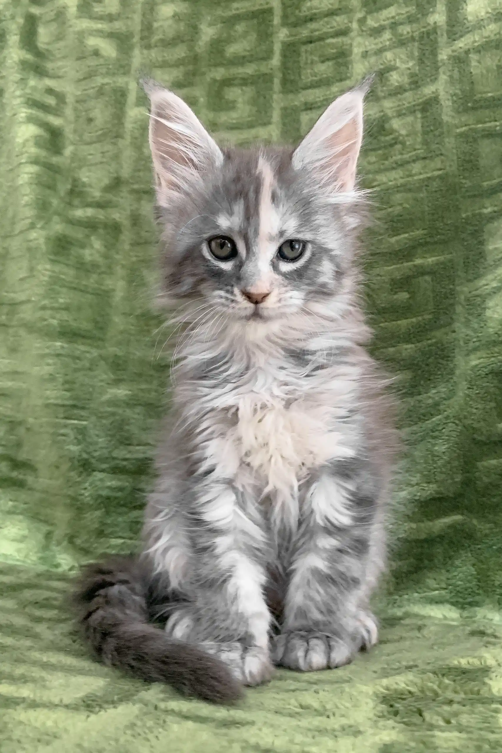 Candy | Maine Coon Kitten - Image 6