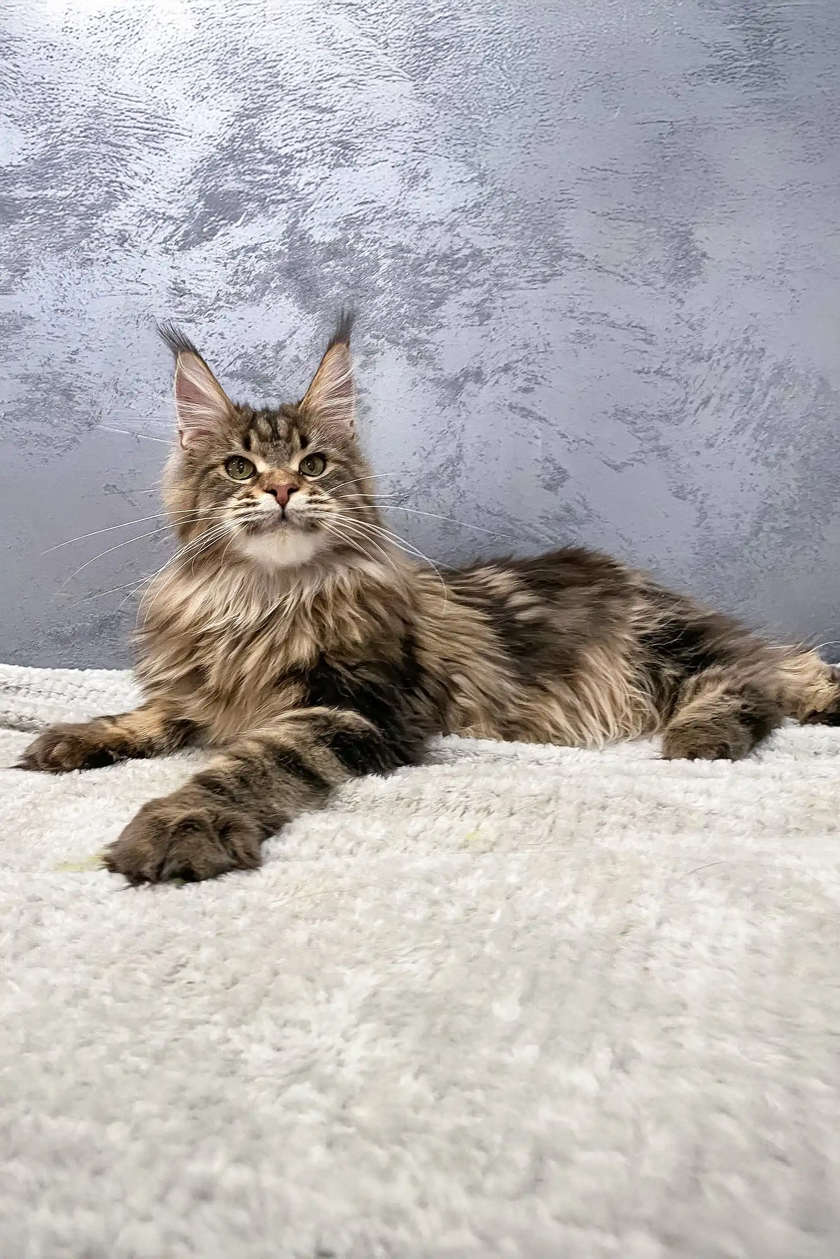 Cappuchino | Maine Coon Kitten - Image 3