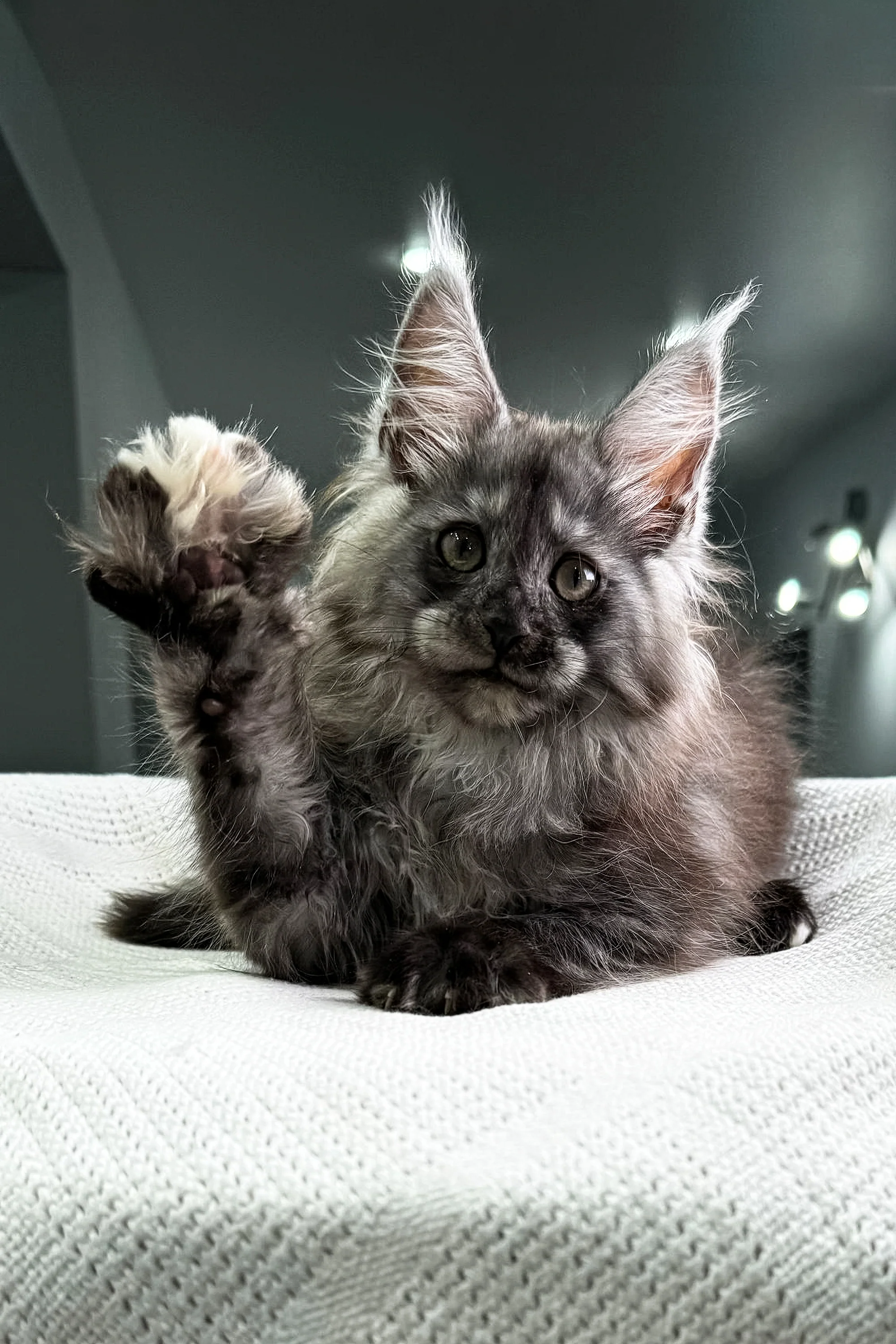 Carine | Maine Coon Kitten - Image 11