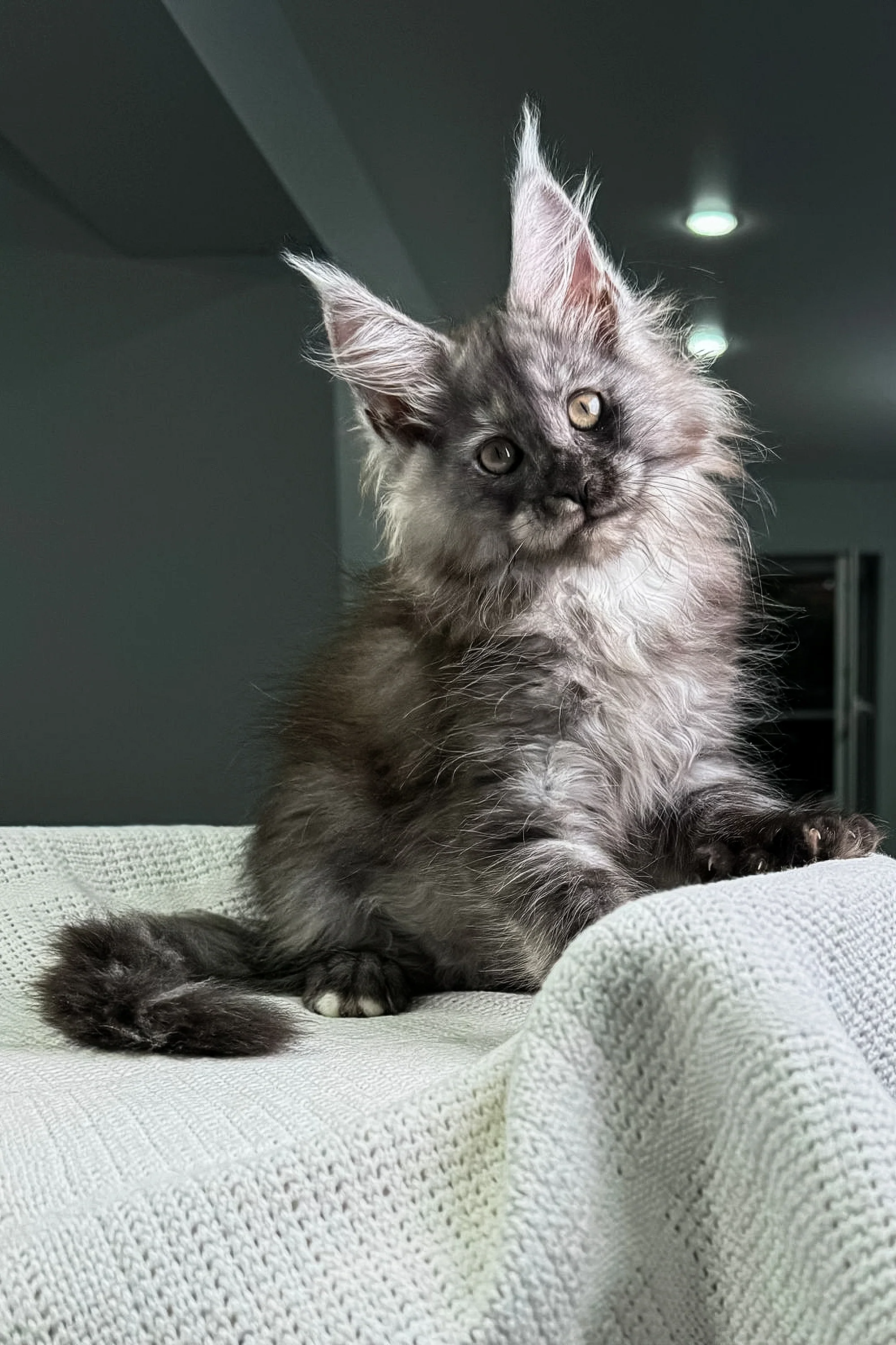 Carine | Maine Coon Kitten - Image 12