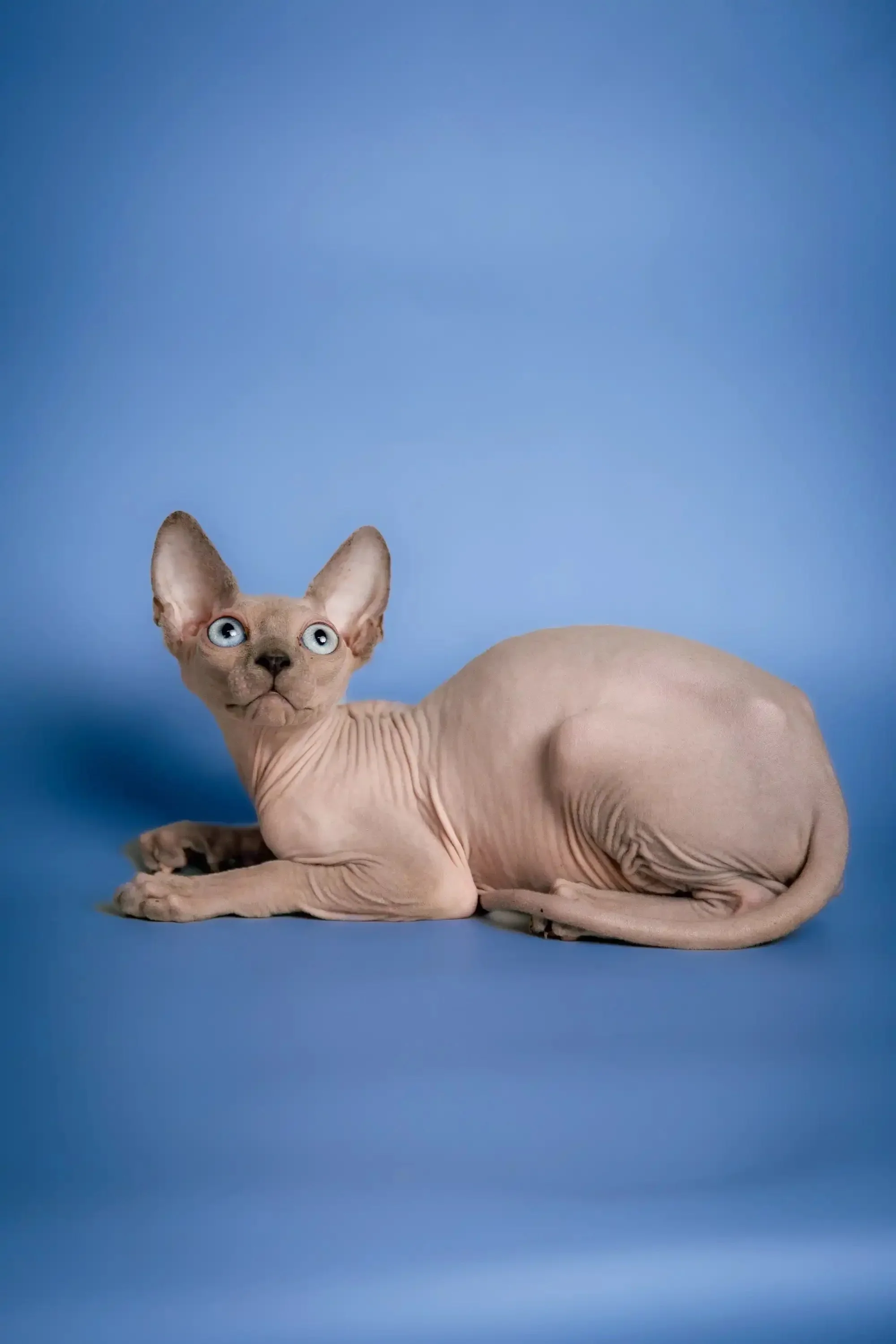 Carl | Sphynx Kitten - Image 10
