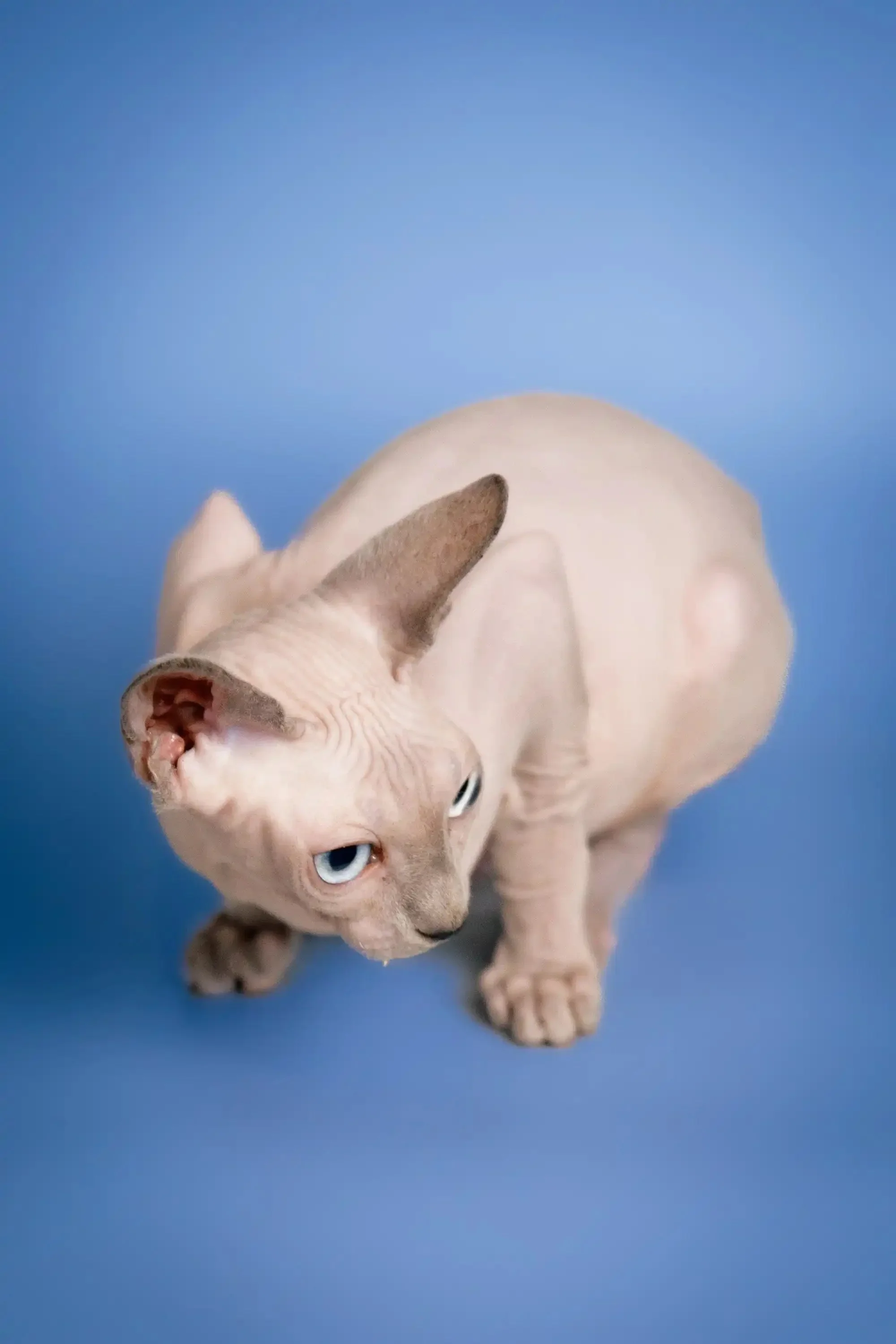 Carl | Sphynx Kitten - Image 3