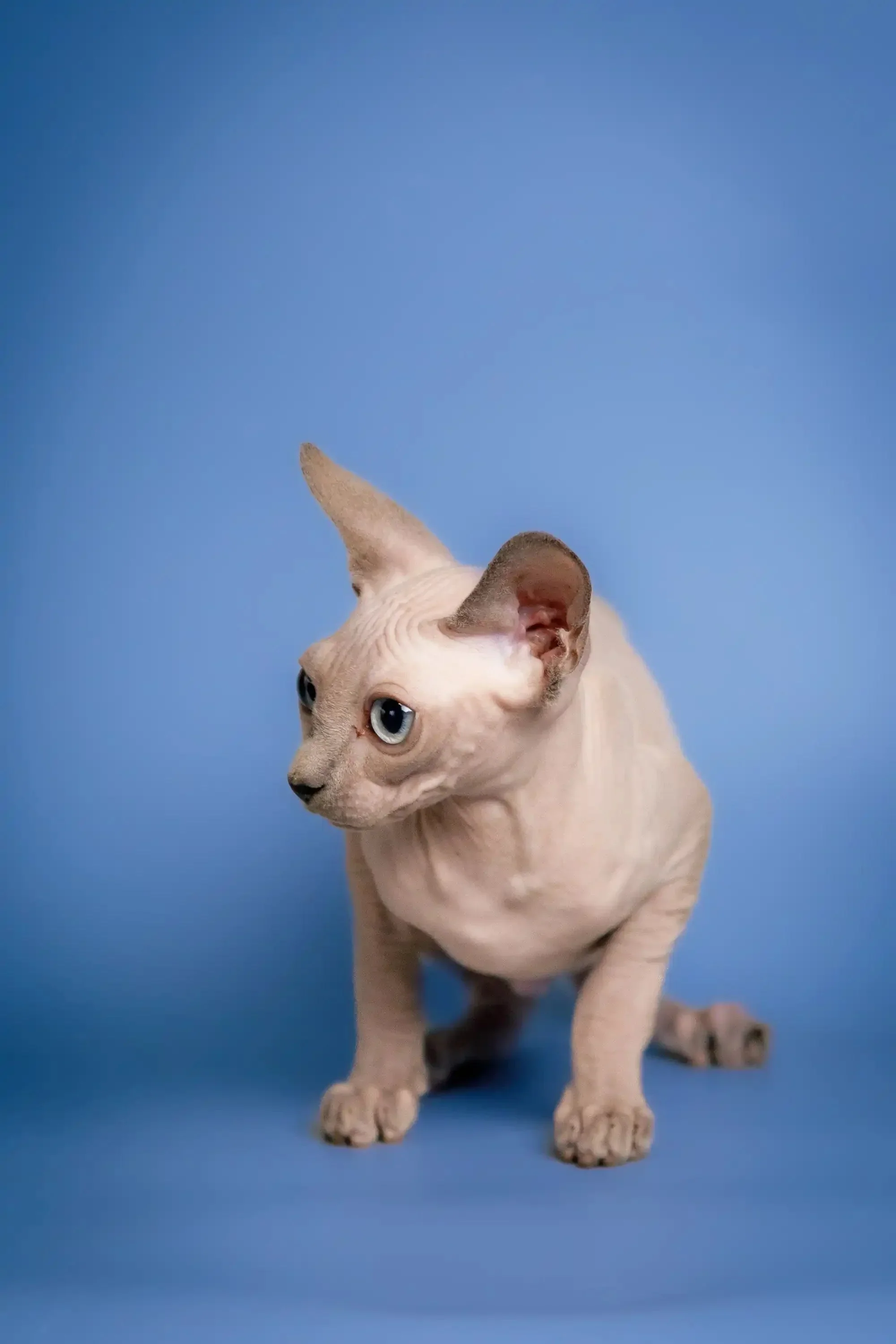 Carl | Sphynx Kitten - Image 4