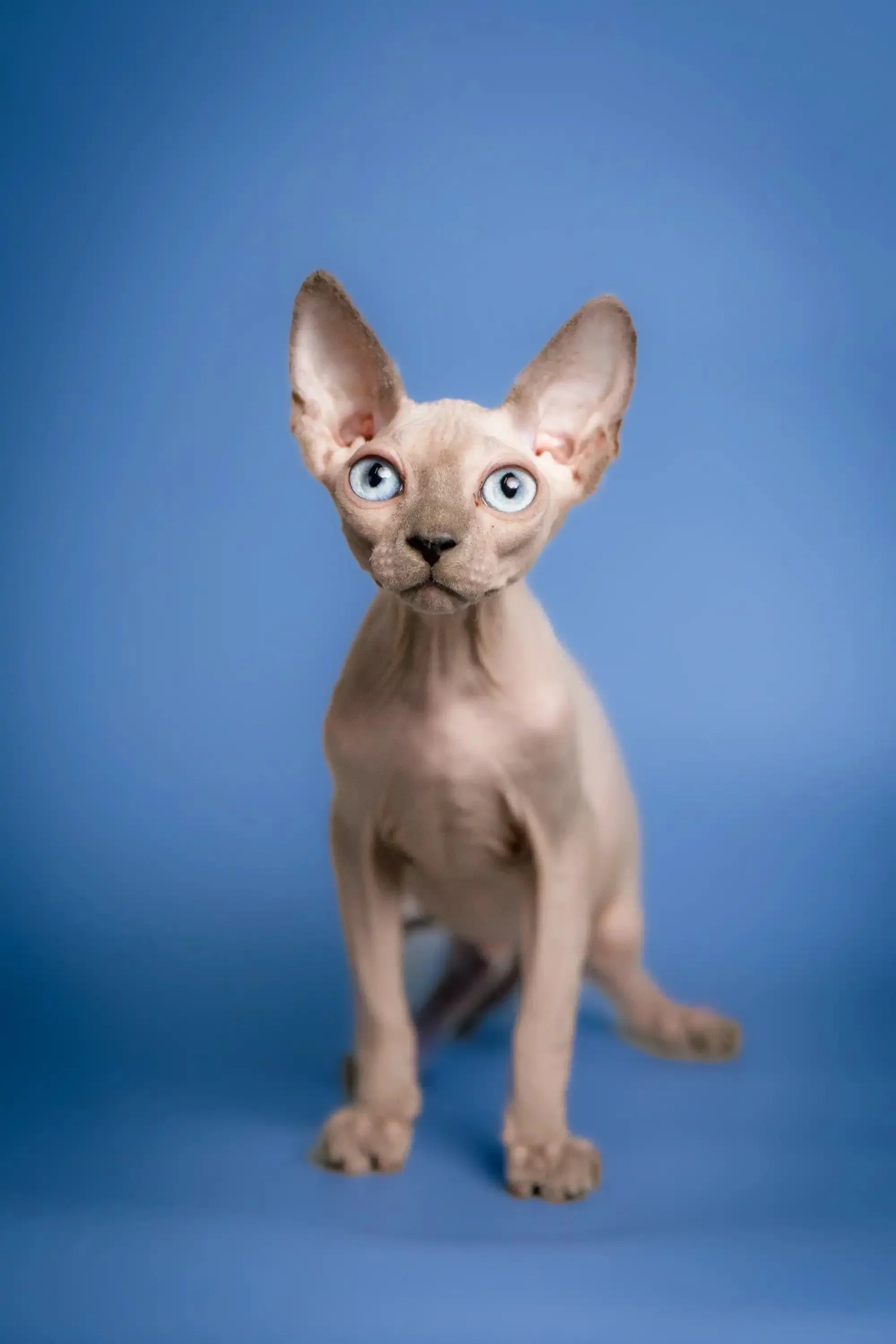 Carl | Sphynx Kitten - Image 5