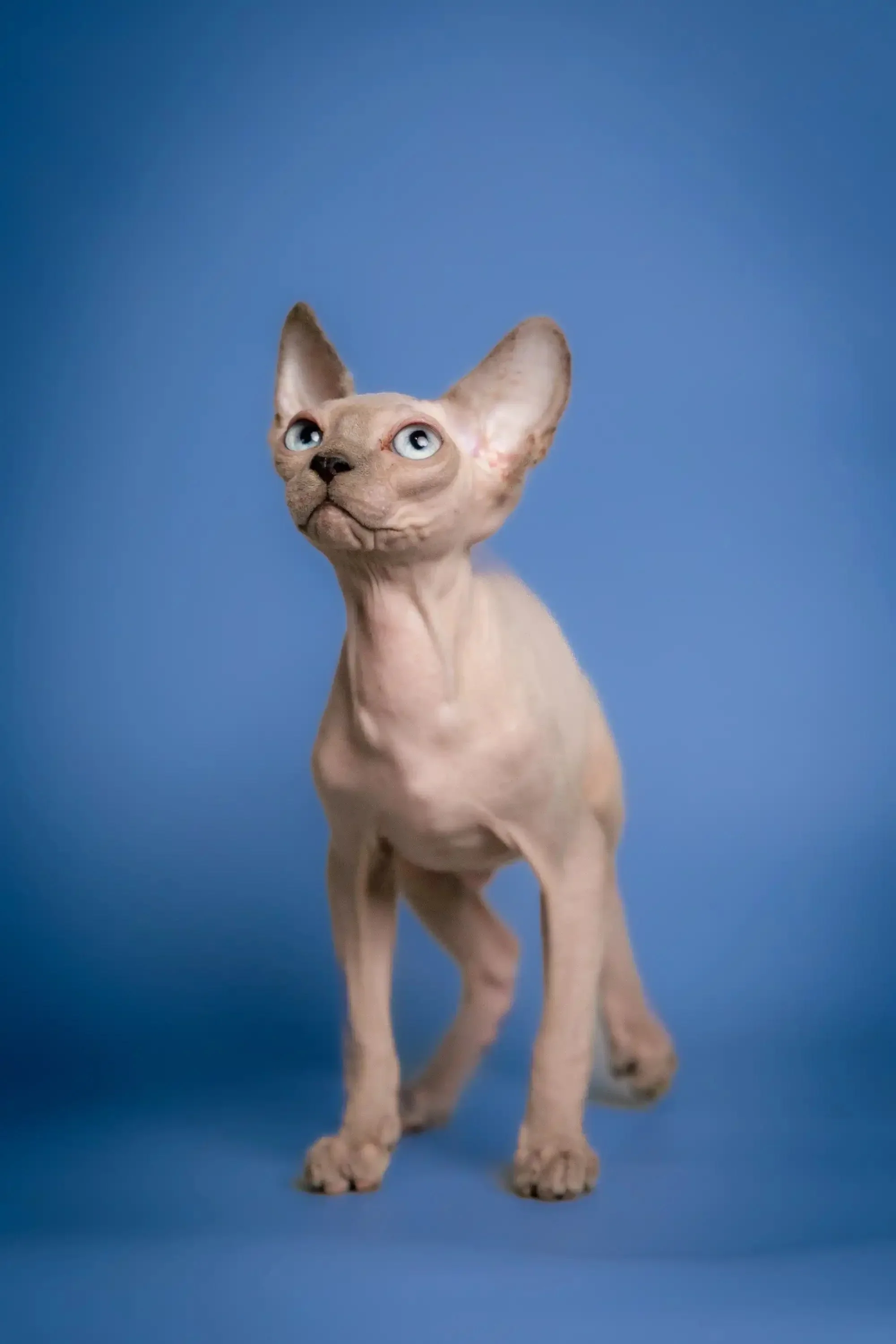 Carl | Sphynx Kitten - Image 6