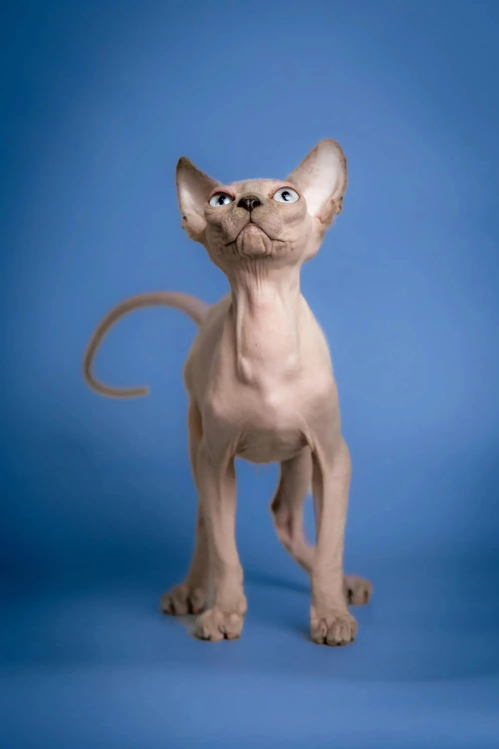 Carl | Sphynx Kitten - Image 7