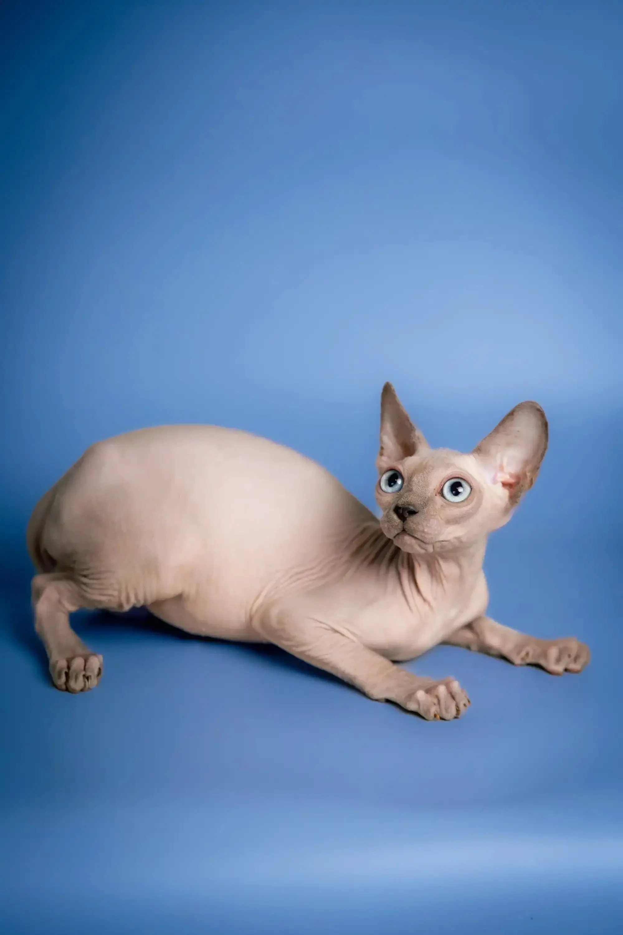 Carl | Sphynx Kitten - Image 8