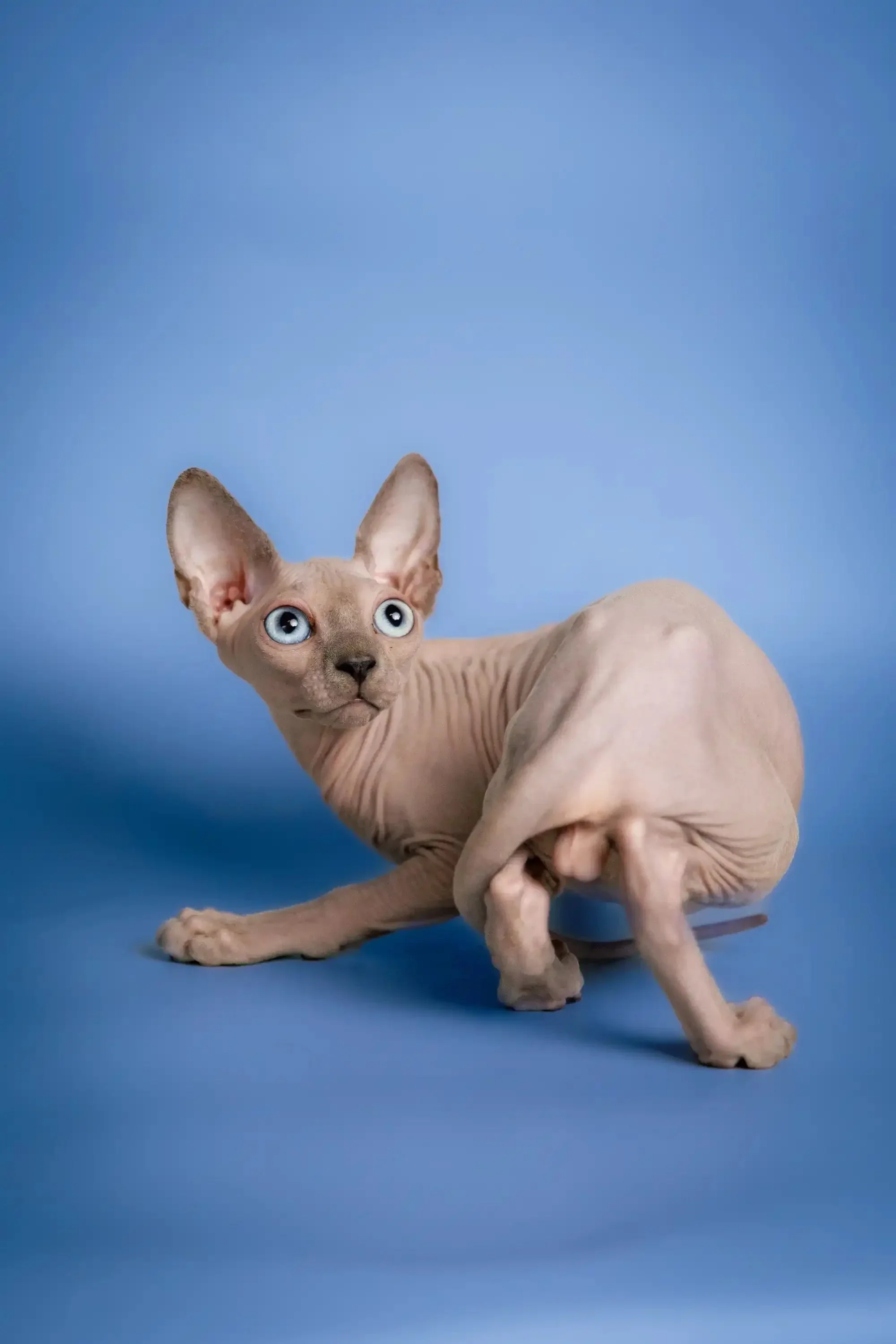 Carl | Sphynx Kitten - Image 9