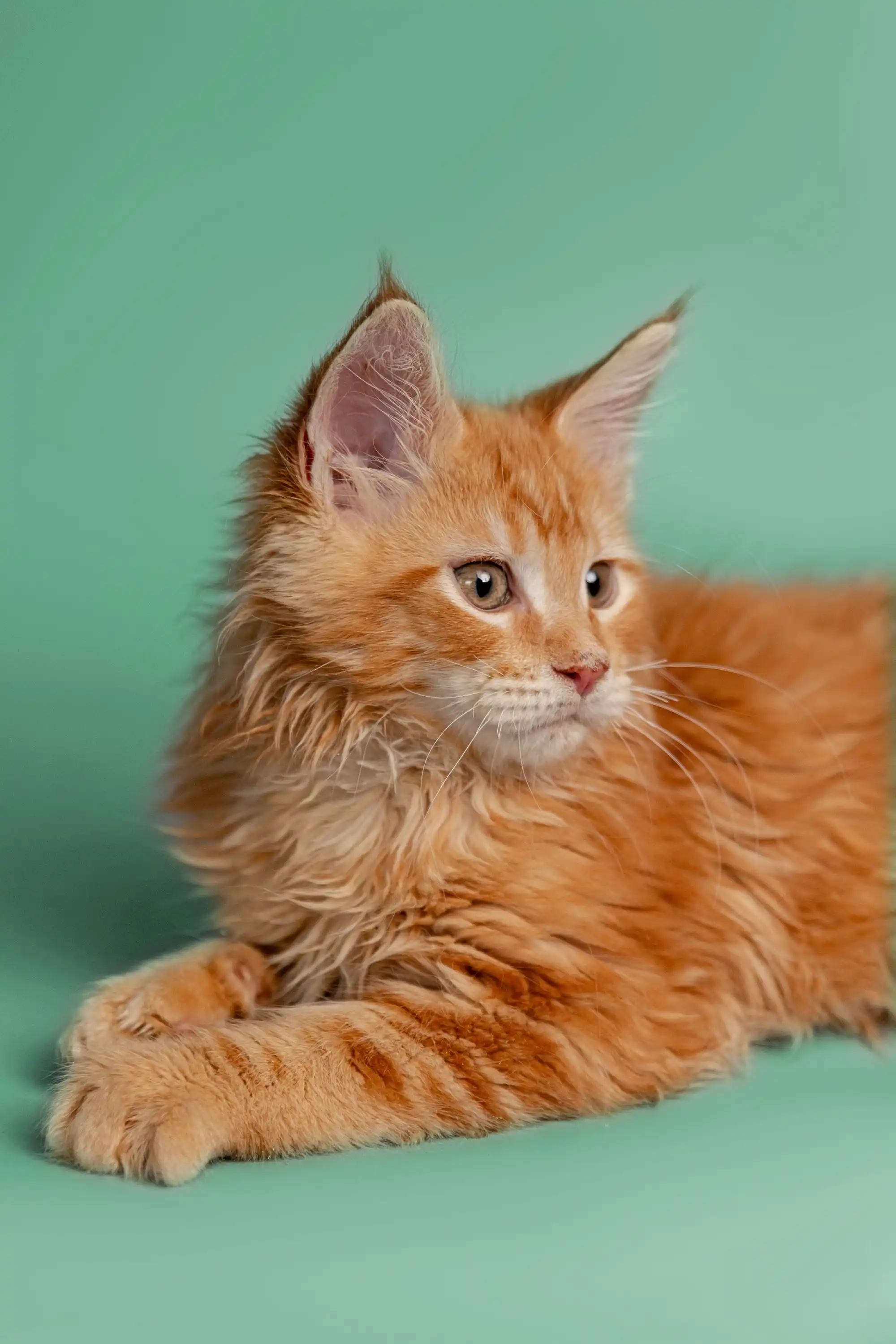 Carlson | Maine Coon Kitten - Image 10