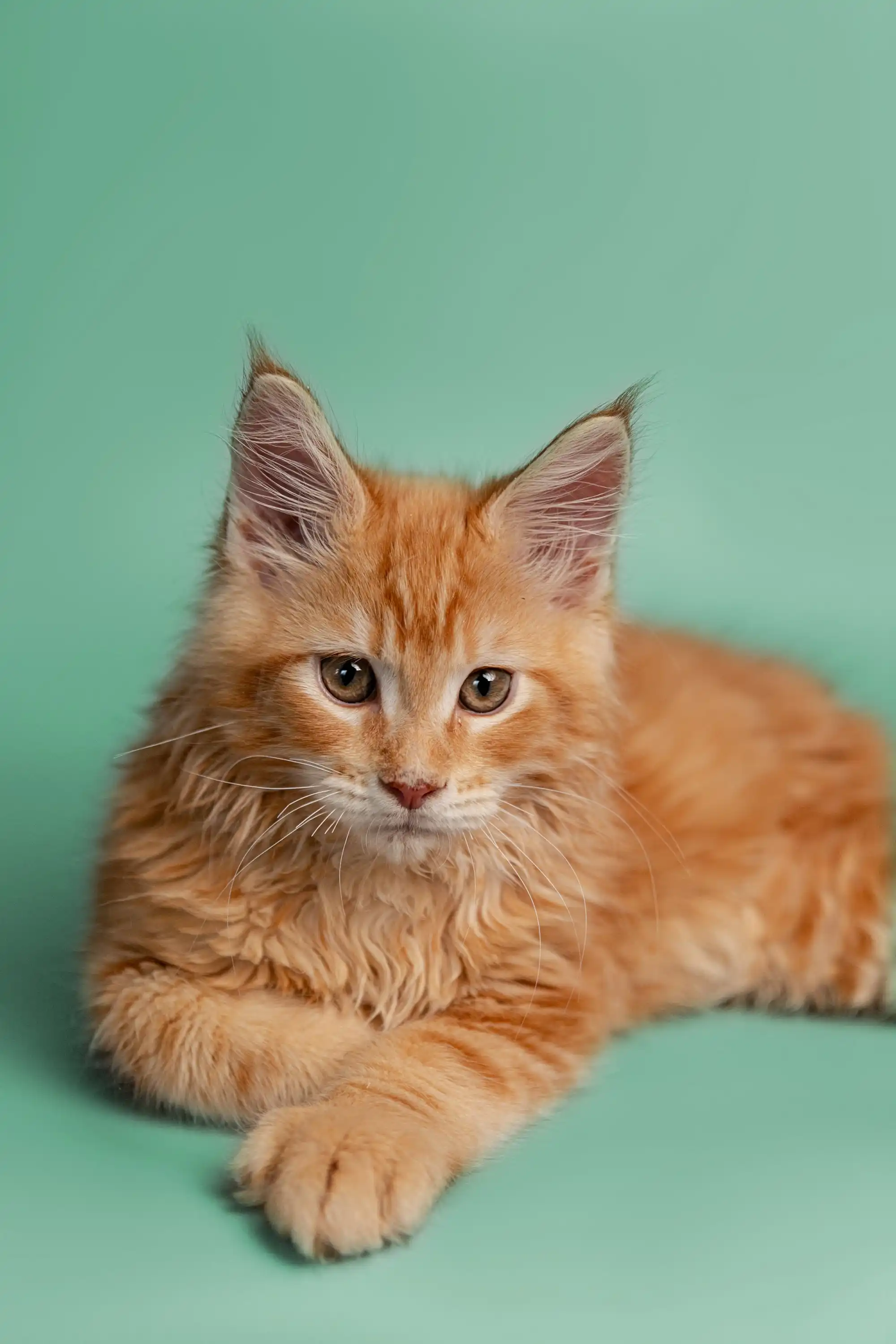 Carlson | Maine Coon Kitten - Image 12
