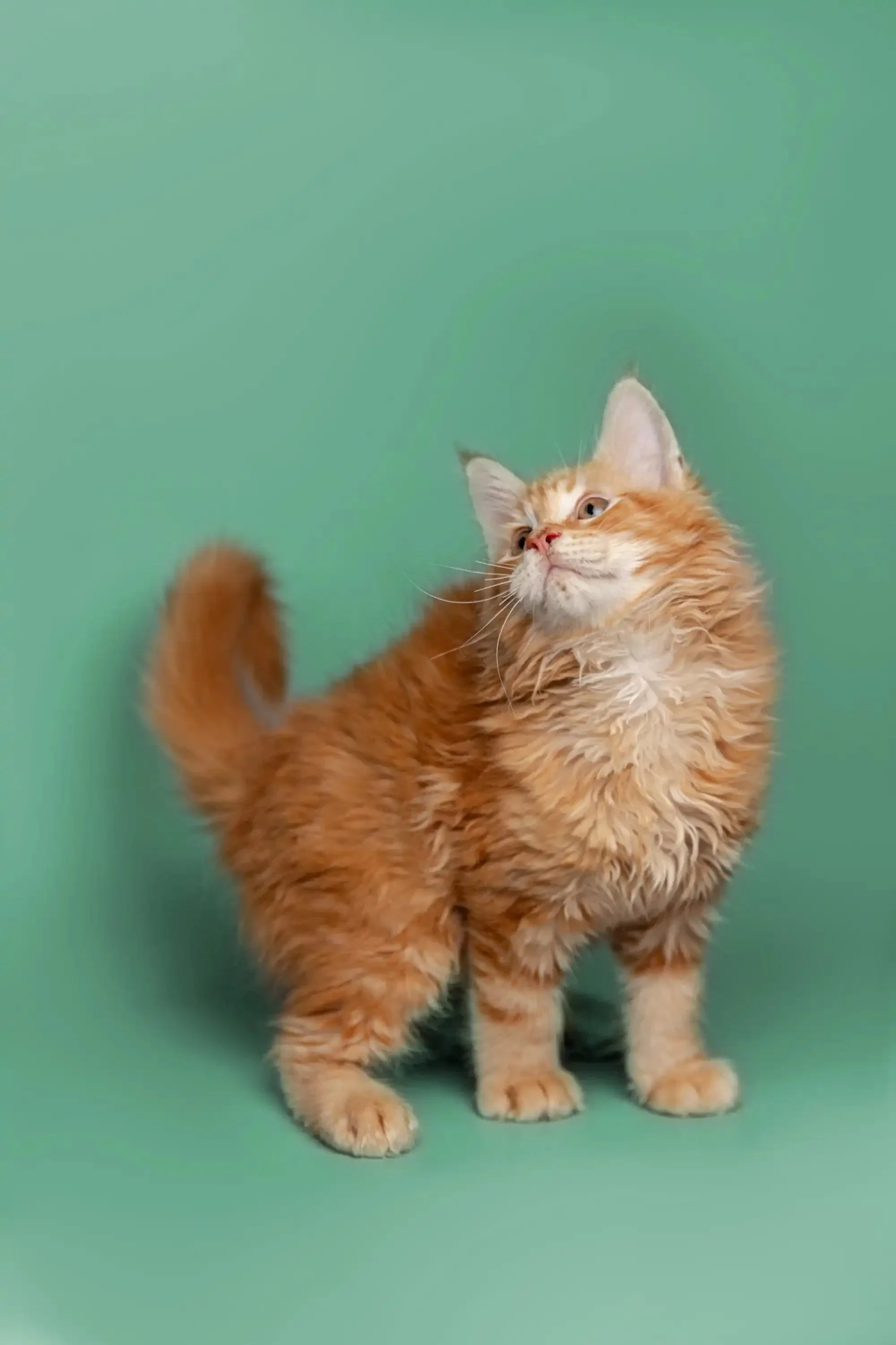 Carter | Maine Coon Kitten - Image 11