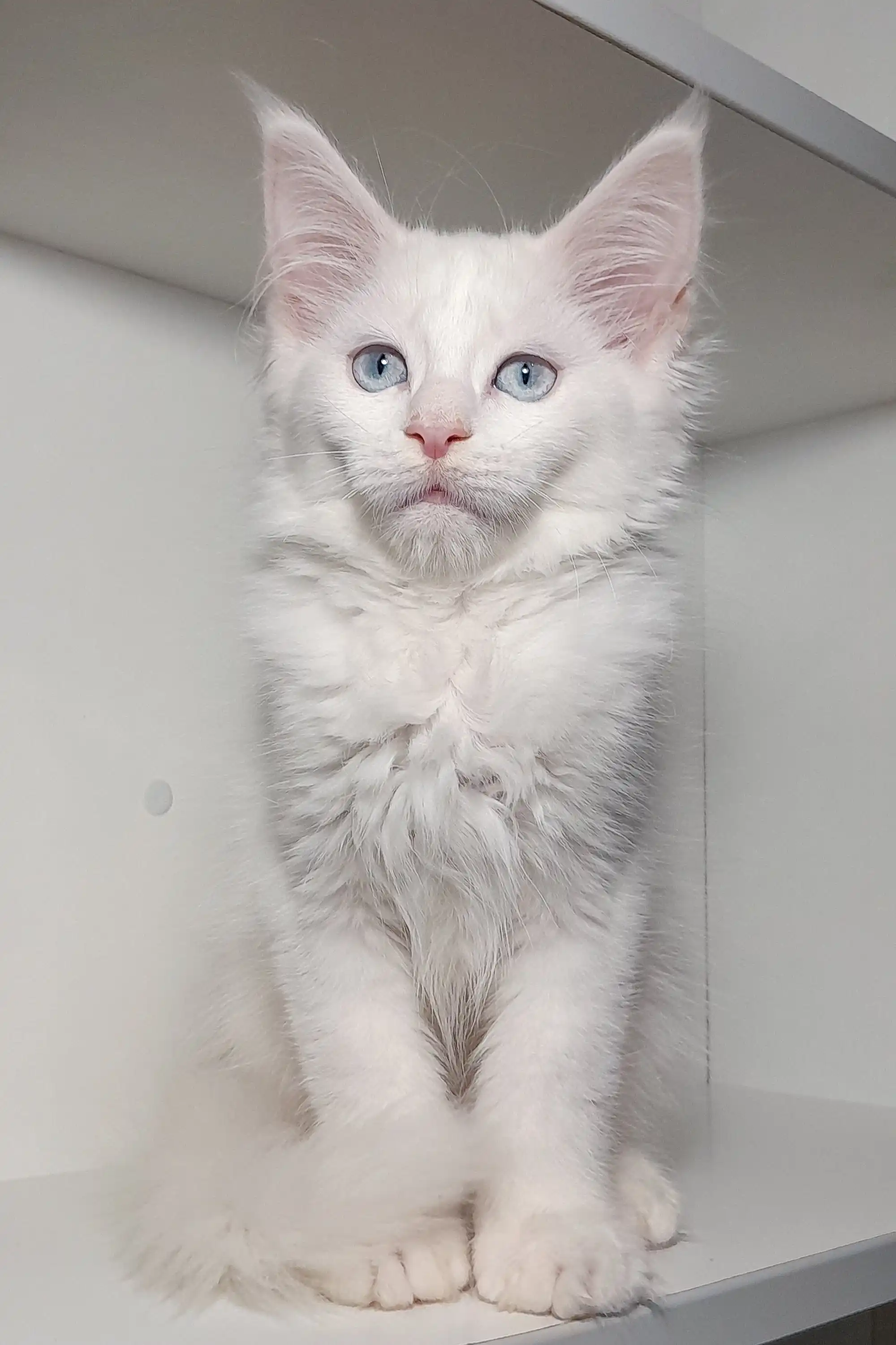 Casandra | Maine Coon Kitten - Image 5
