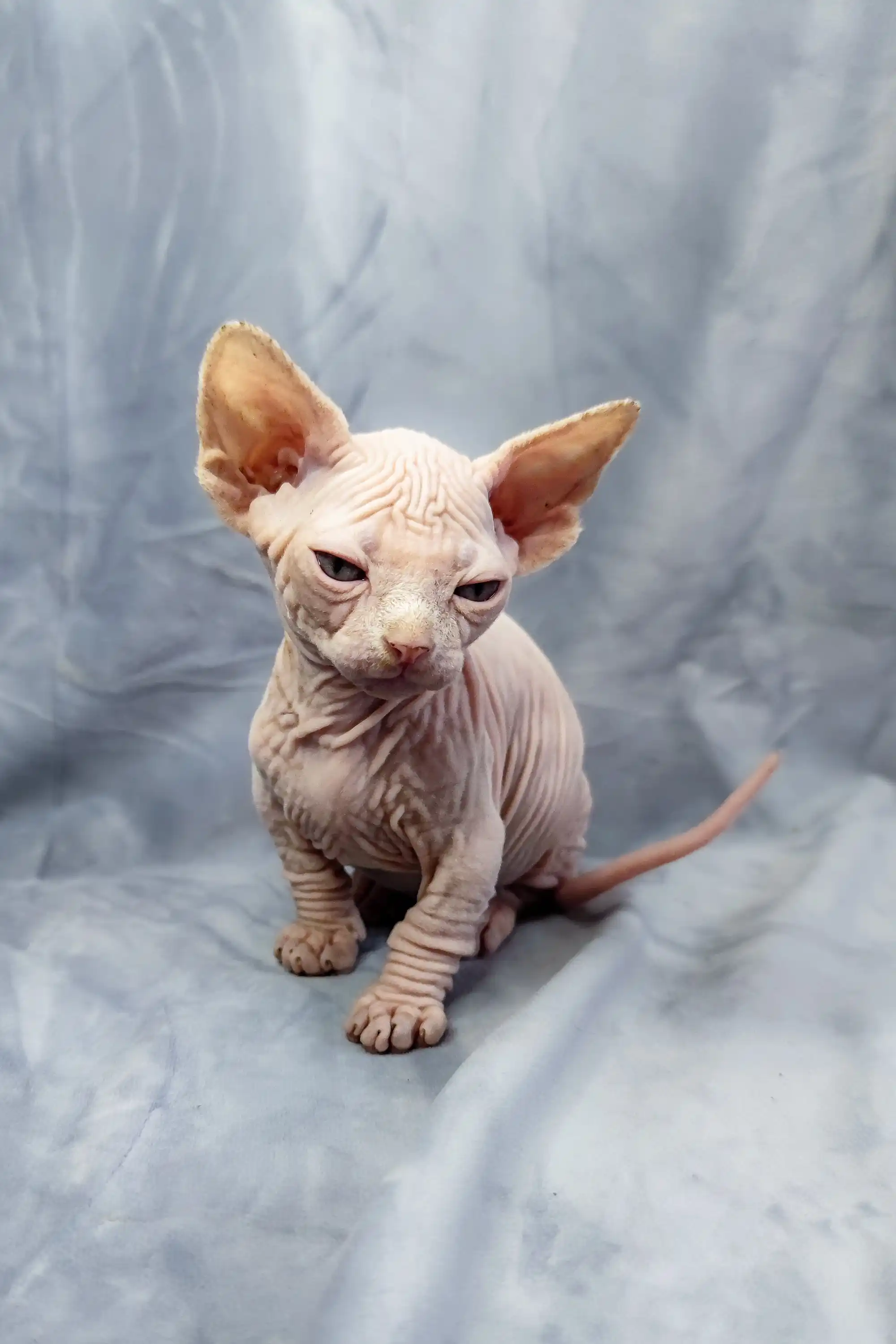 Cashew | Bambino Kitten - Image 14