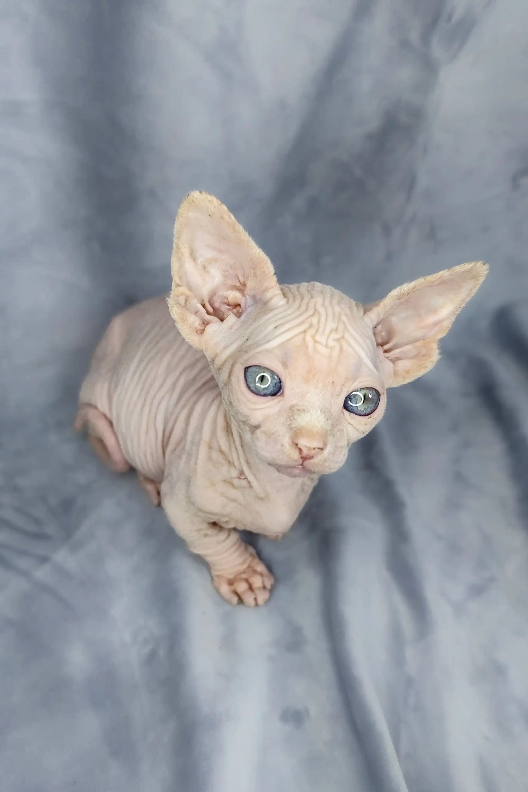 Cashew | Bambino Kitten - Image 28