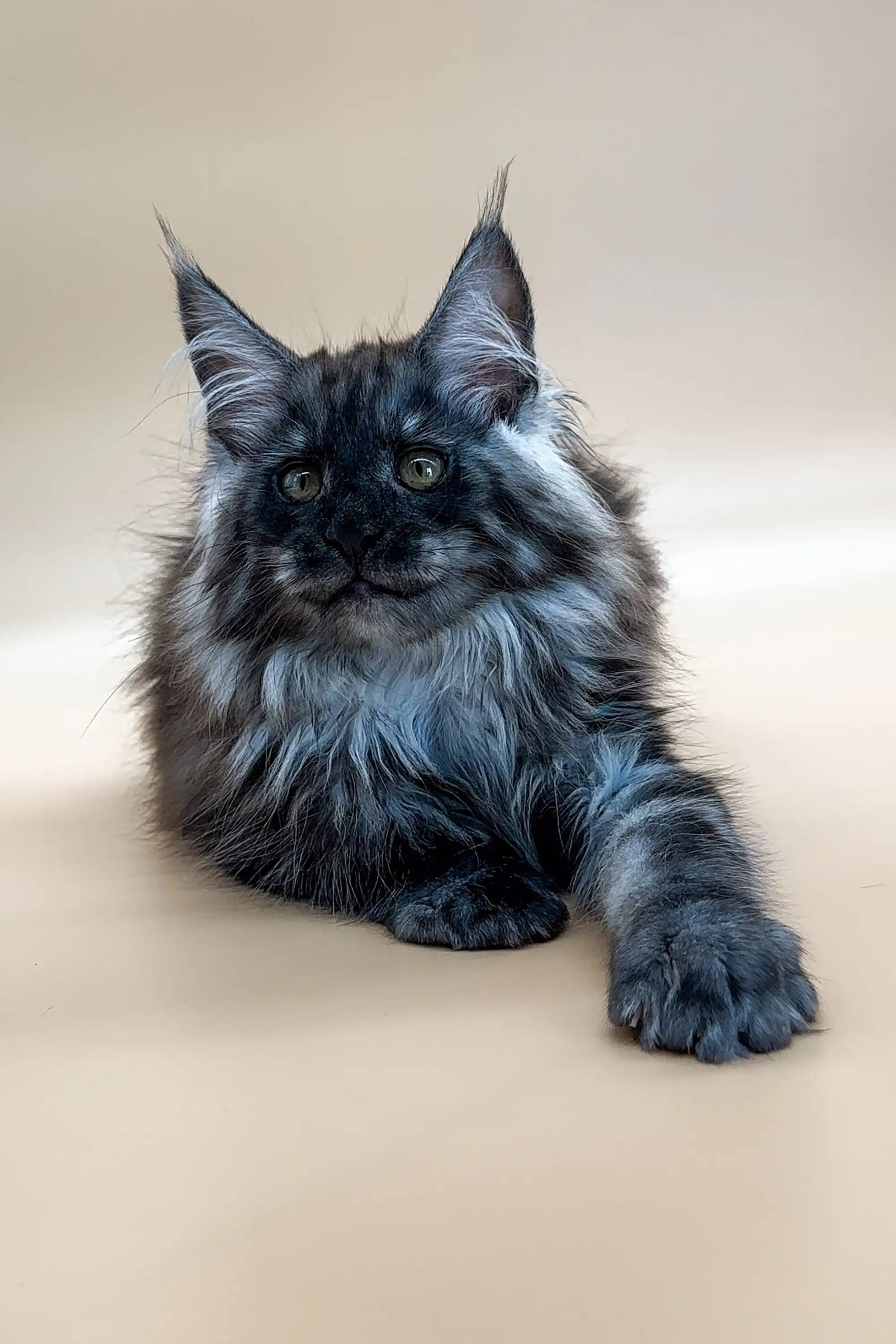 Casimir | Maine Coon Kitten - Image 4