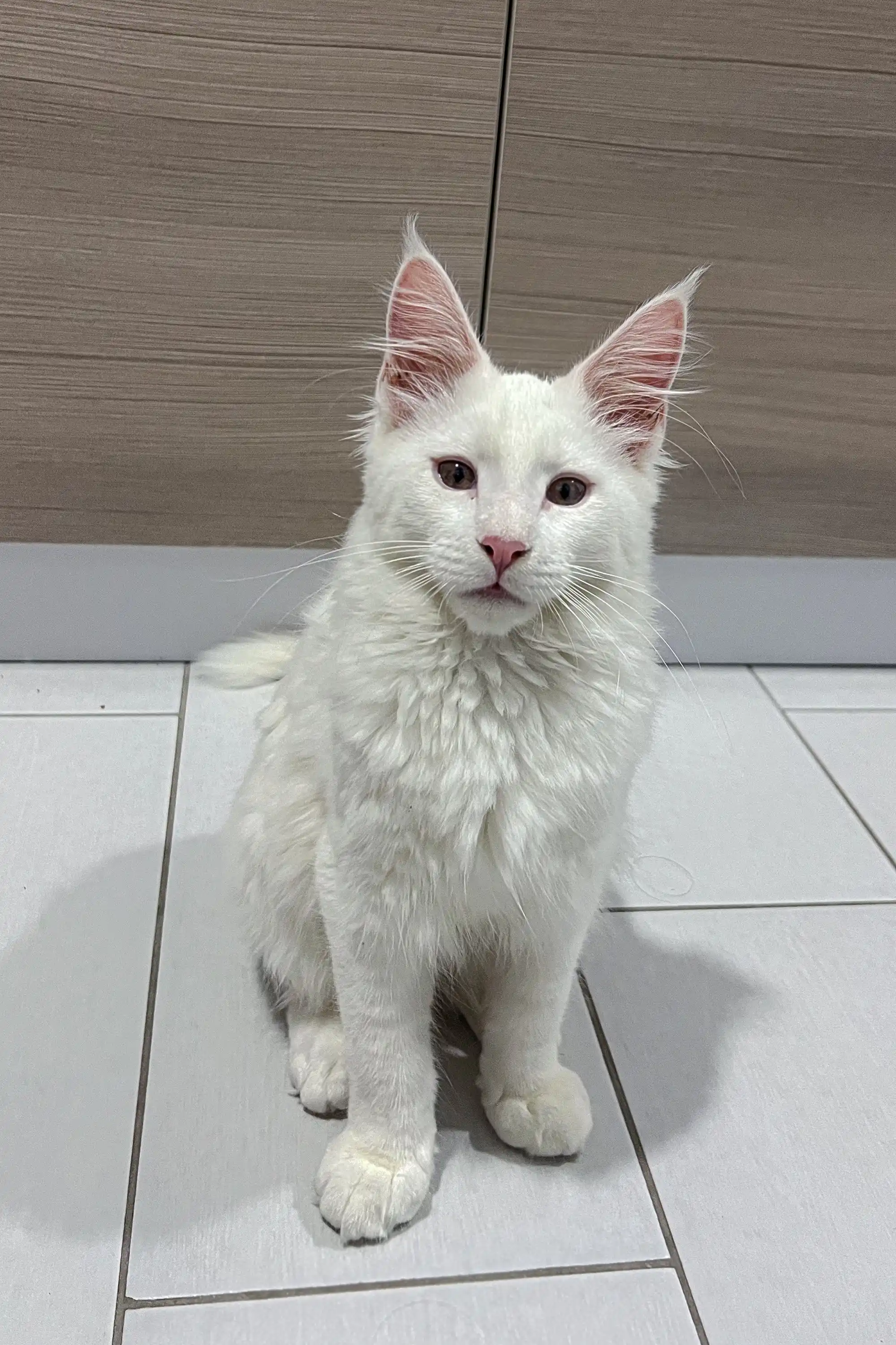 Casper | Maine Coon Kitten - Image 4