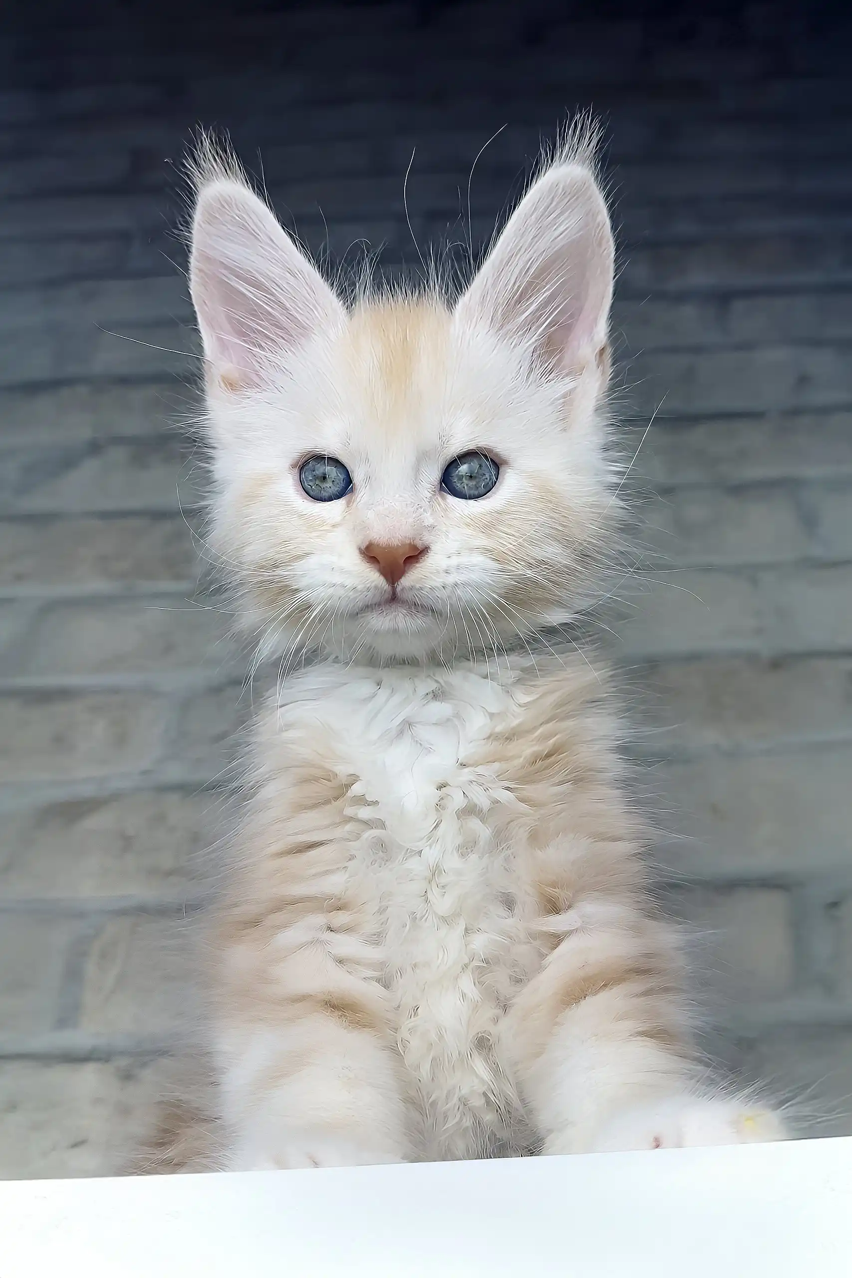 Casper | Maine Coon Kitten - Image 2