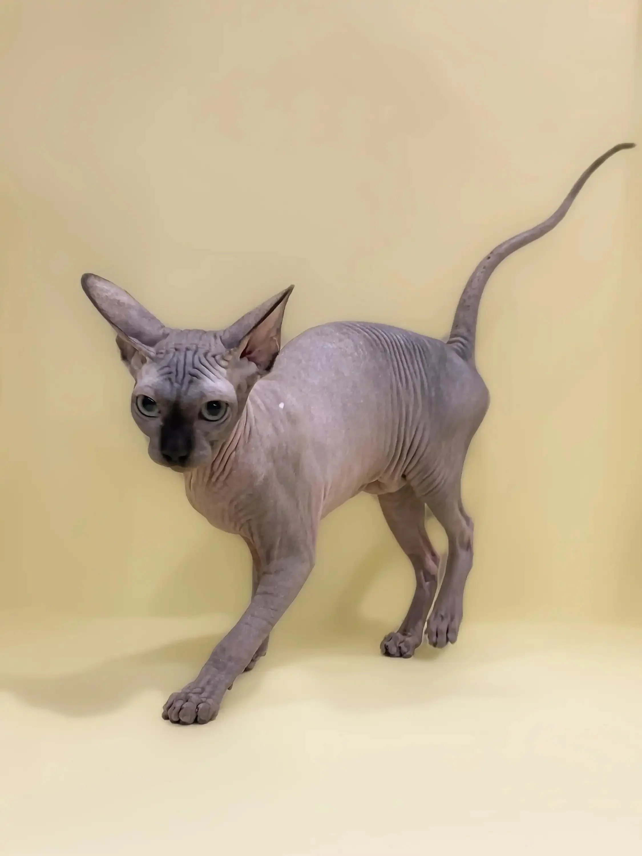 Casper | Sphynx Kitten - Image 8