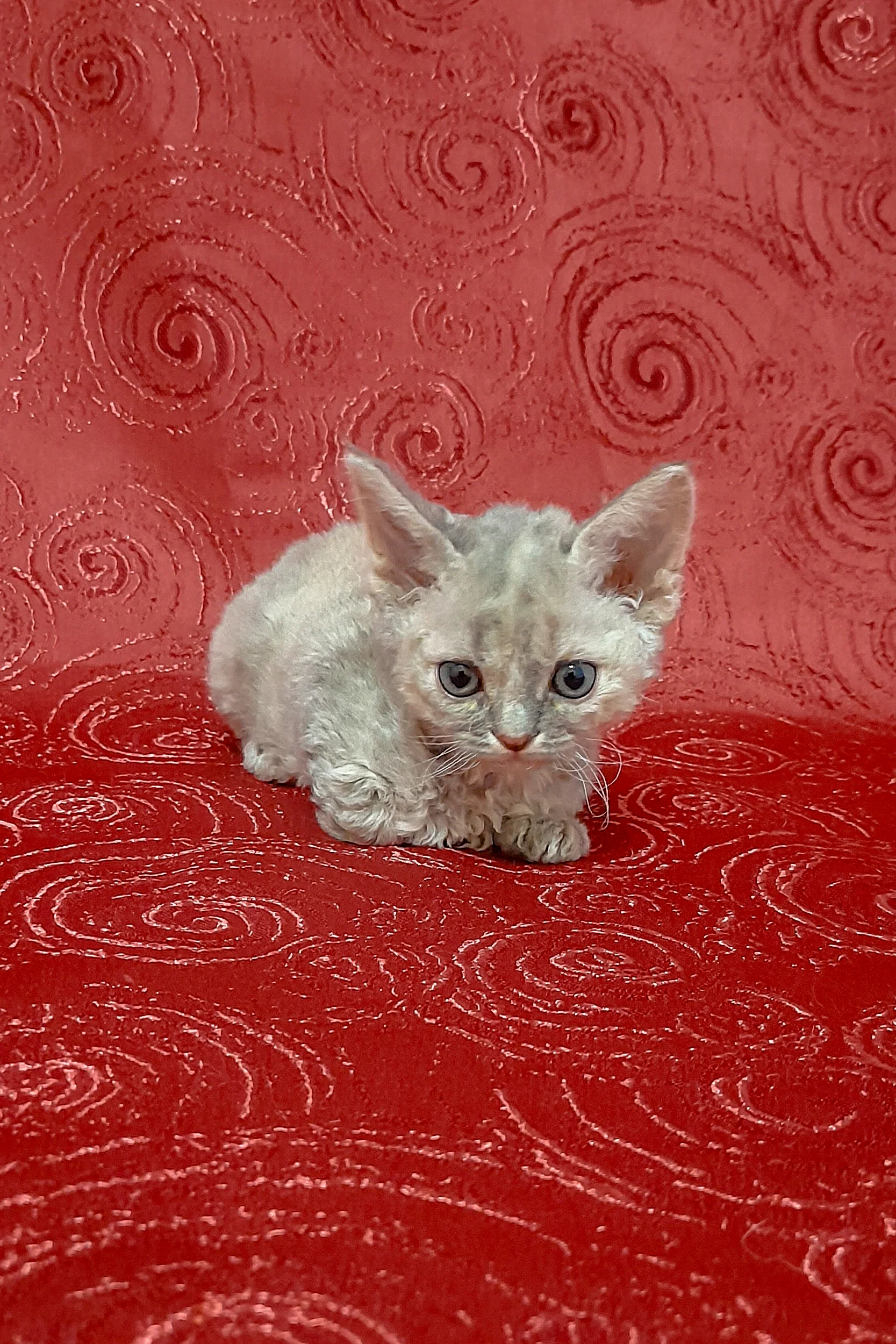 Cery | Devon Rex Kitten - Image 5