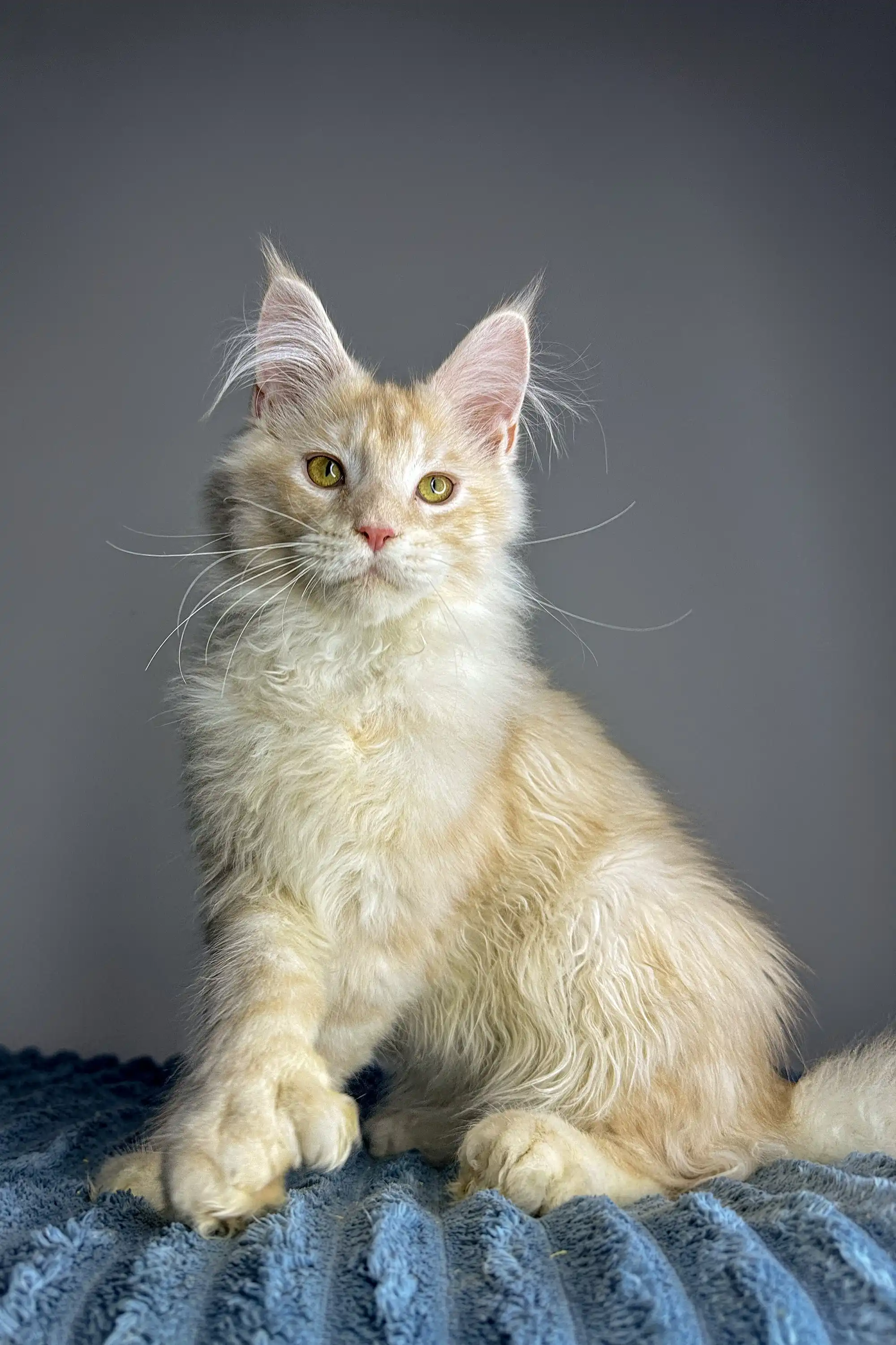Charles | Polydactyl Maine Coon - Image 2