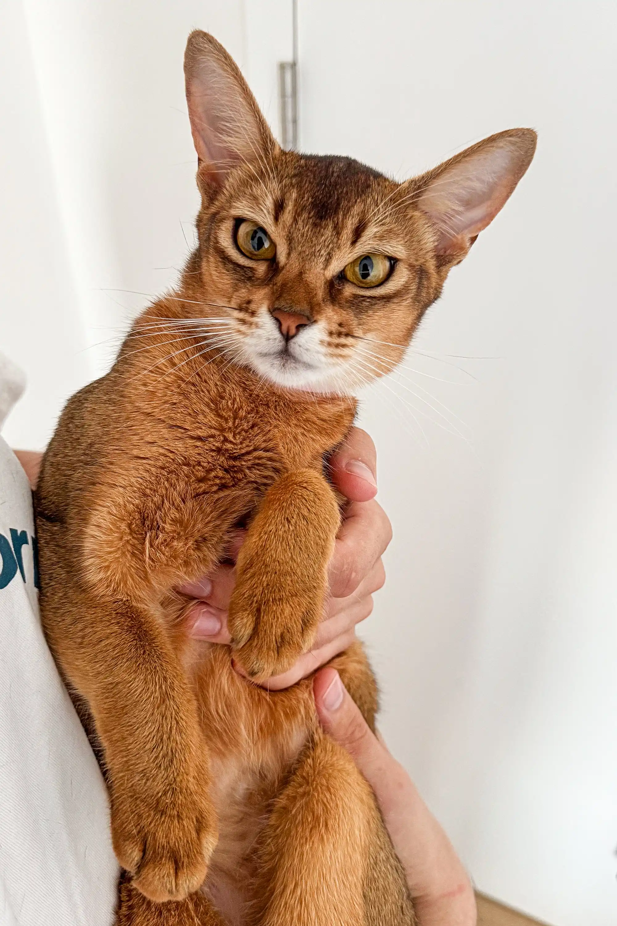 Charlie | Abyssinian Kitten - Image 9