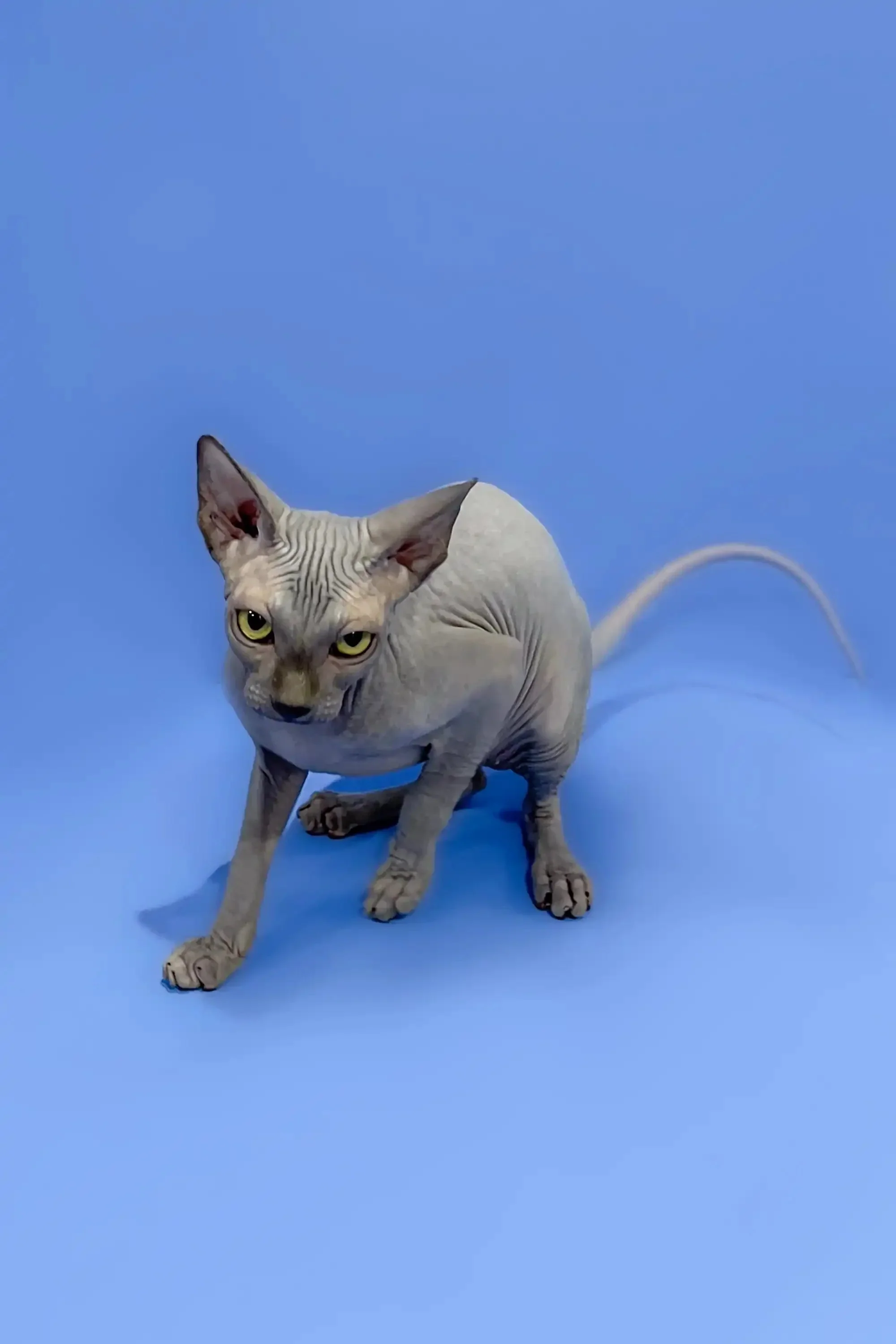 Charlotte | Sphynx  Kitten - Image 3