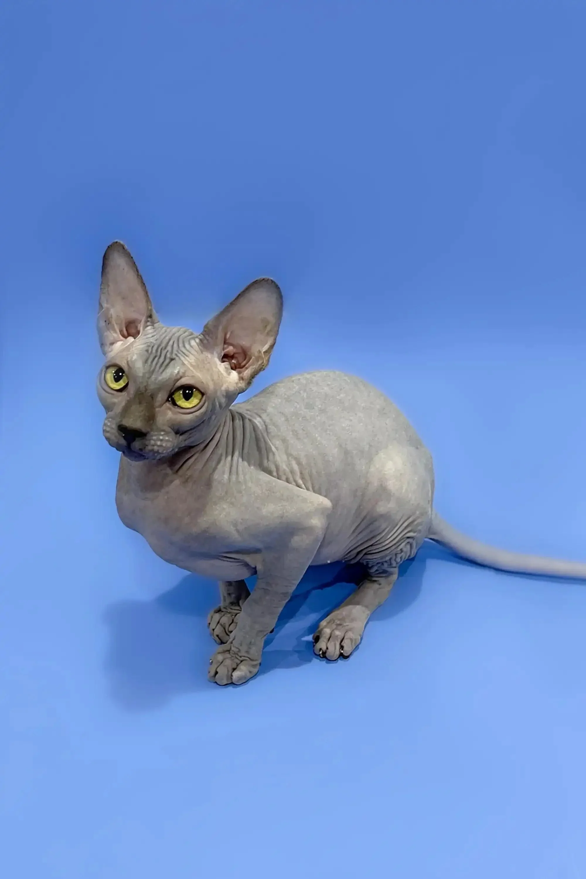 Charlotte | Sphynx  Kitten - Image 4