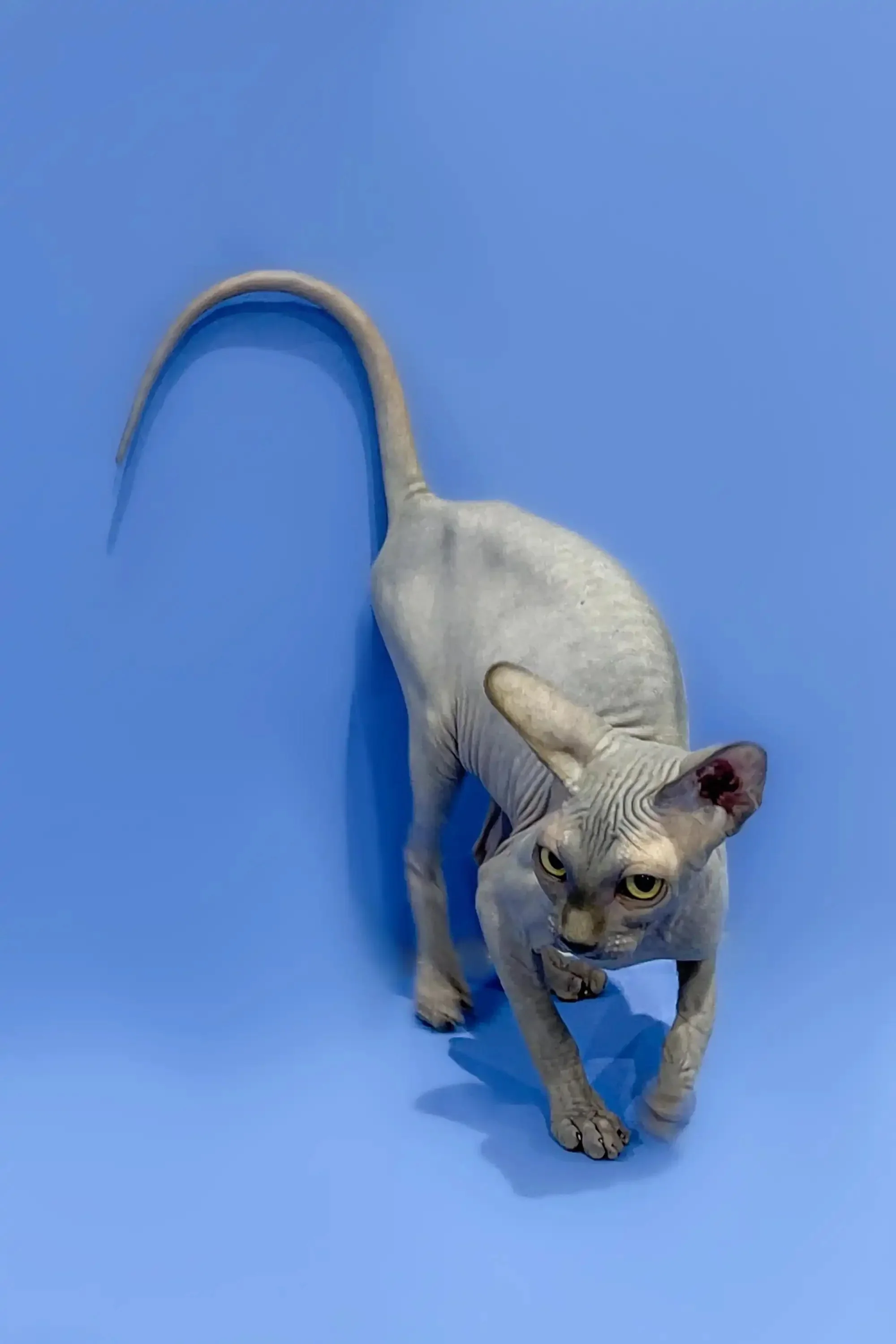 Charlotte | Sphynx  Kitten - Image 5