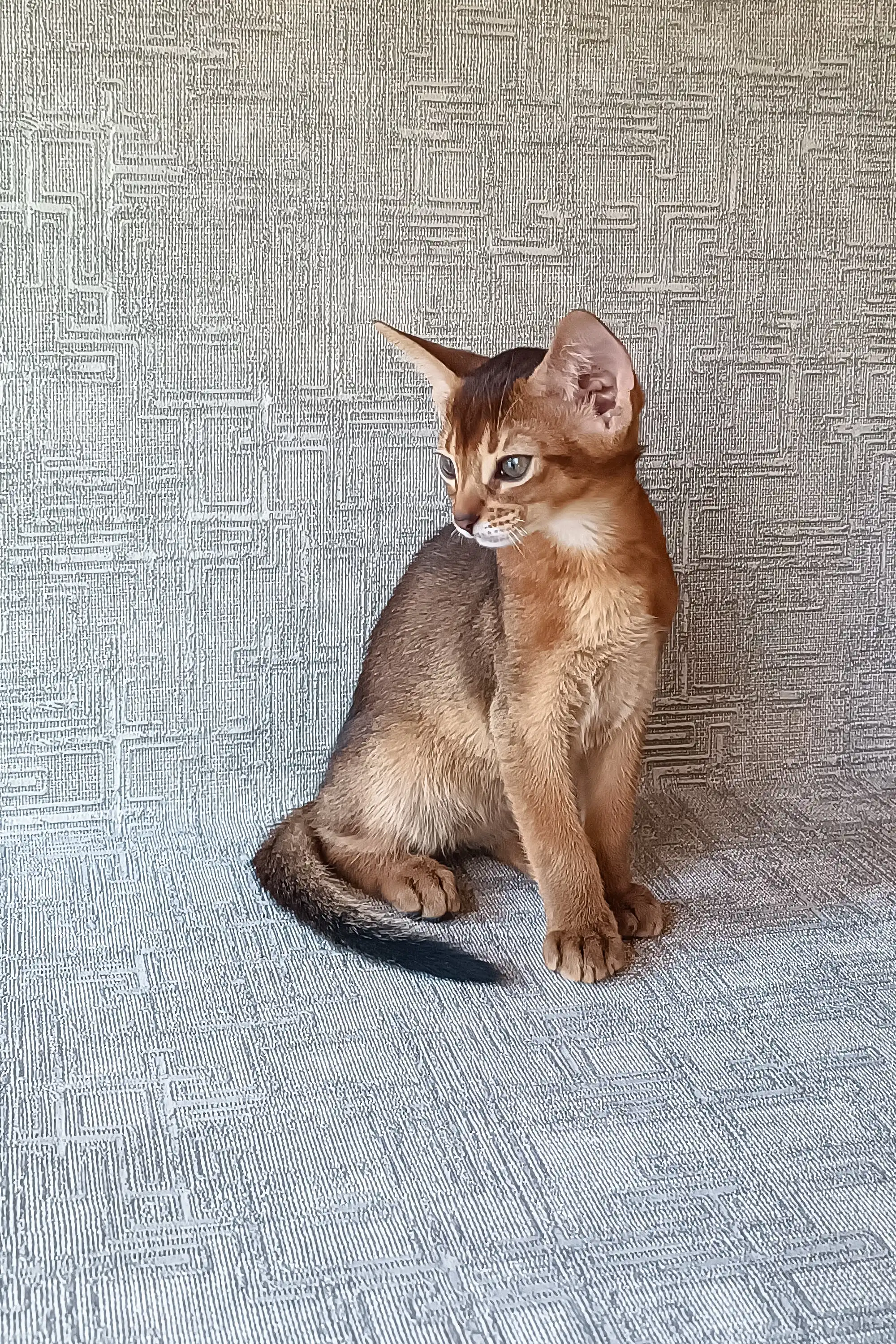 Cherry | Abyssinian Kitten - Image 7