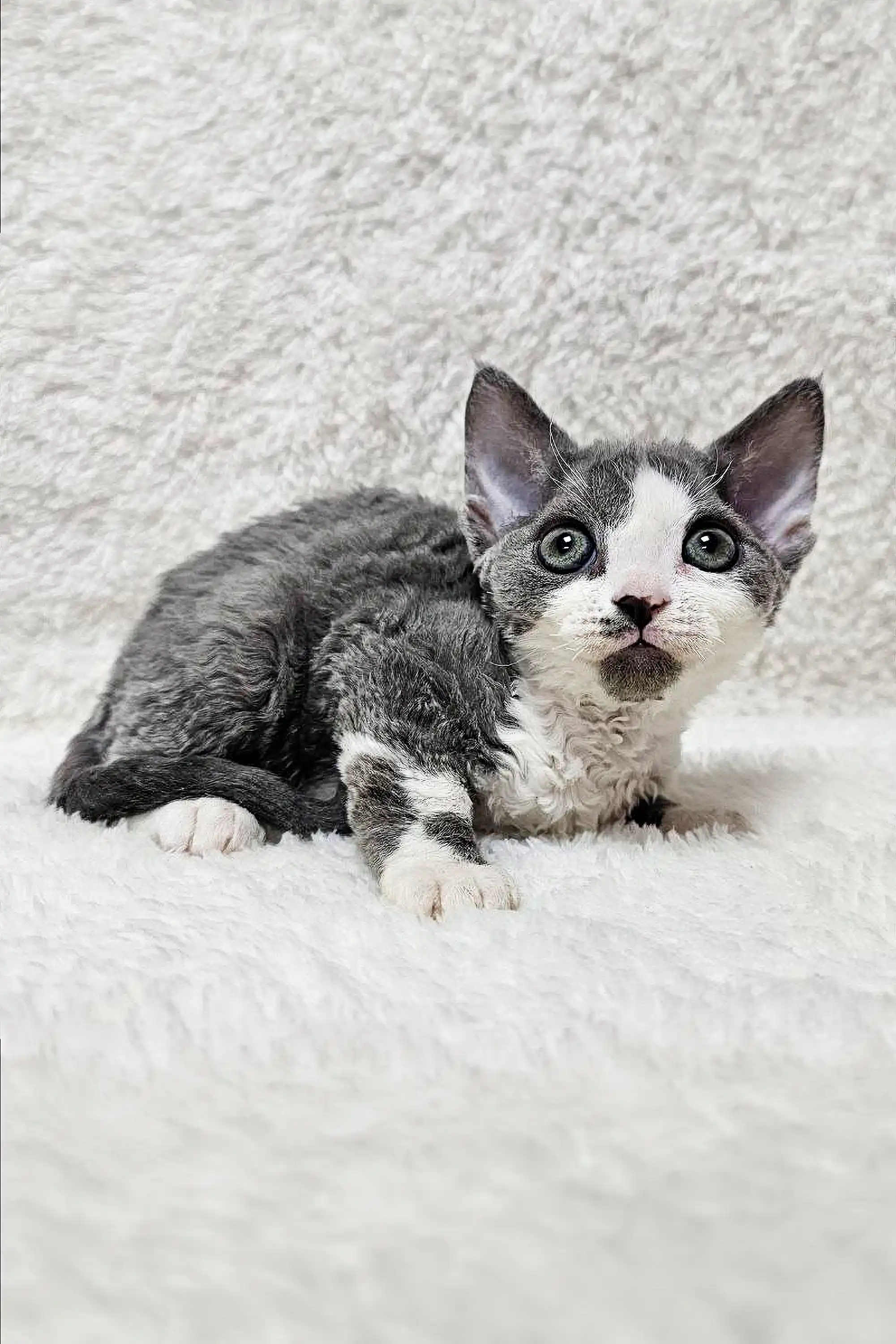 Cherry | Devon Rex Kitten - Image 4