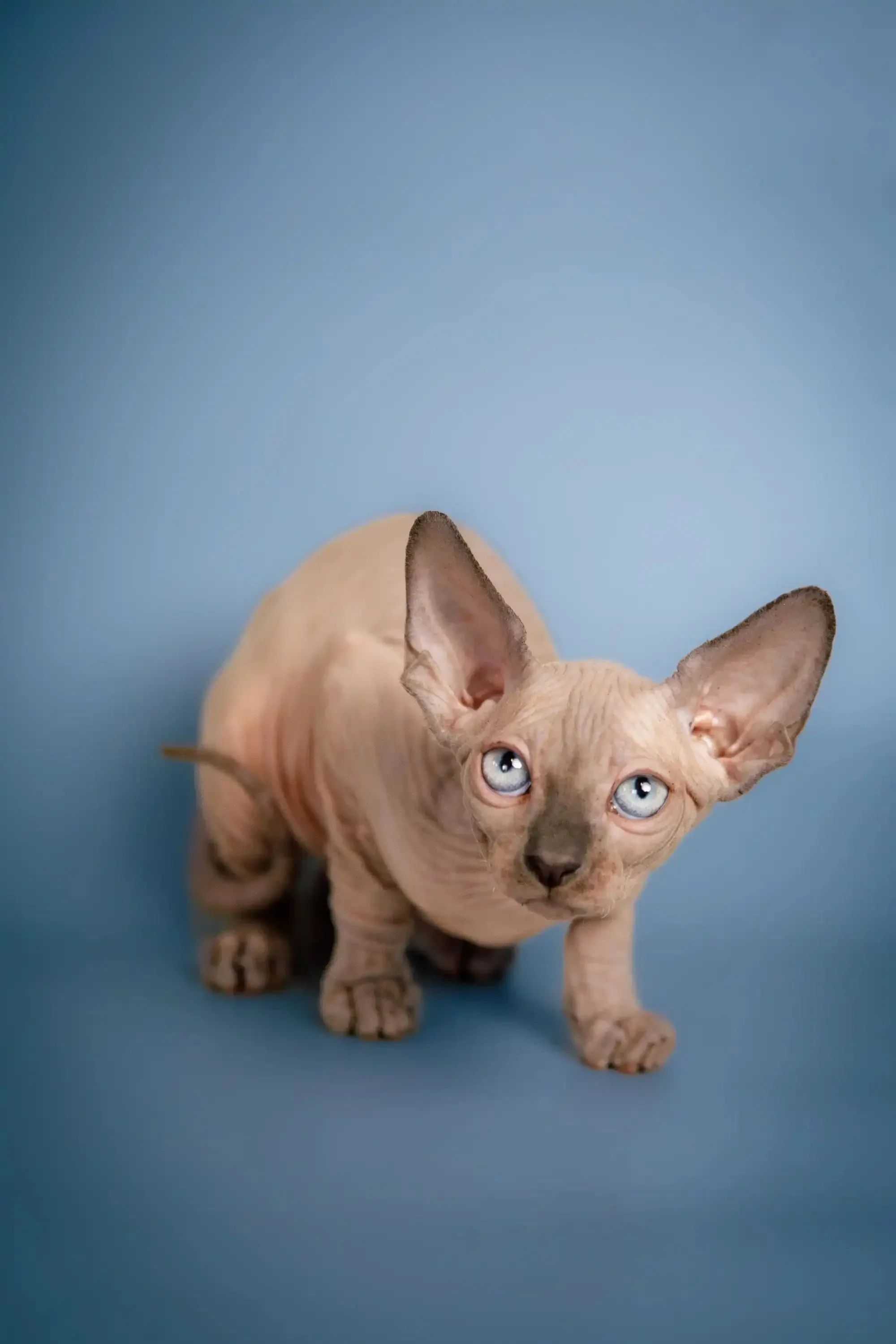 Chester  | Sphynx  Kitten - Image 8