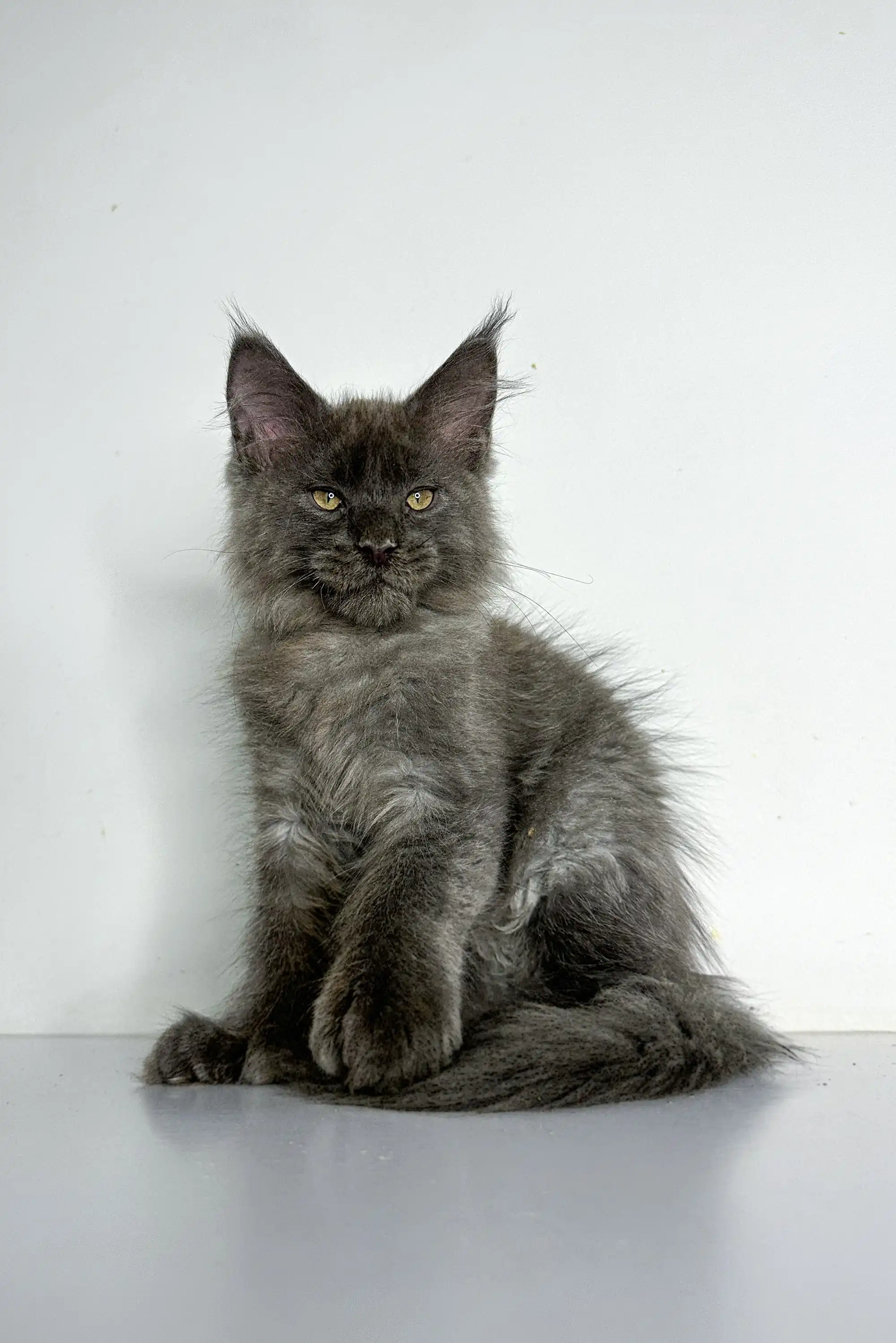 Chicago | Polydactyl Maine Coon - Image 3
