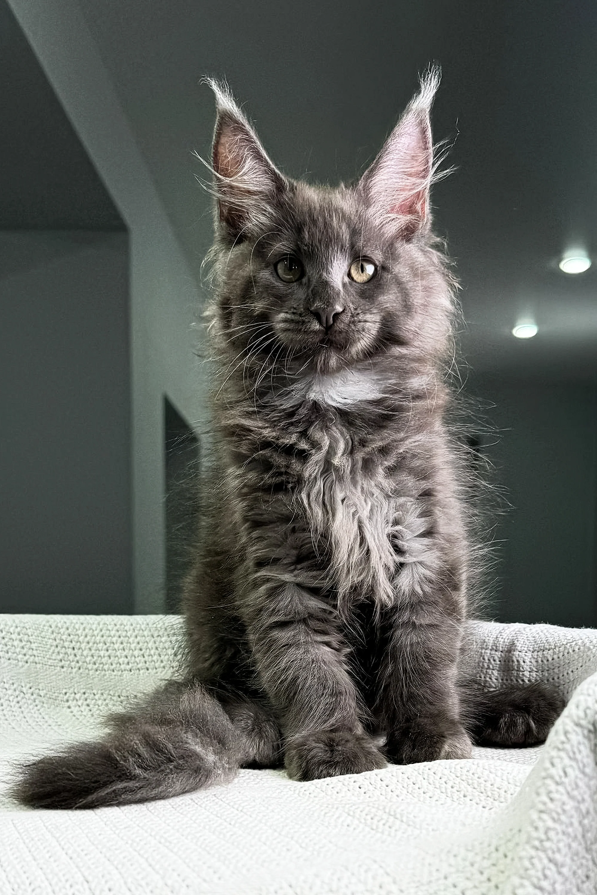Chief | Maine Coon Kitten - Image 7