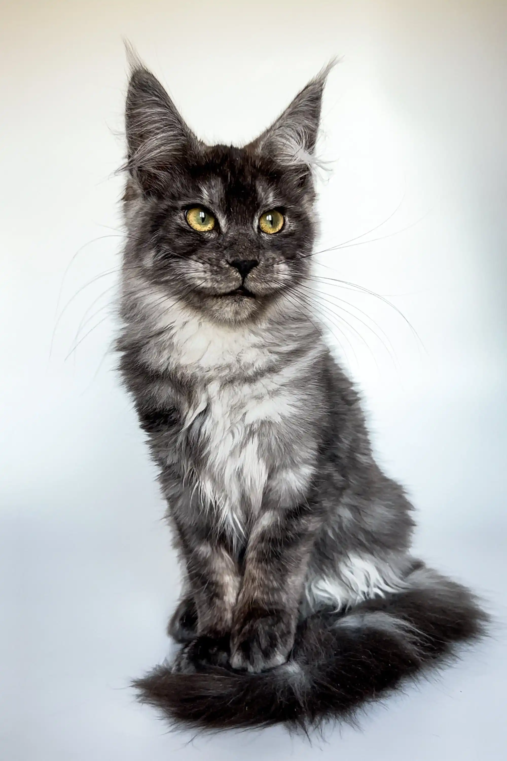 Chika | Maine Coon Kitten - Image 2