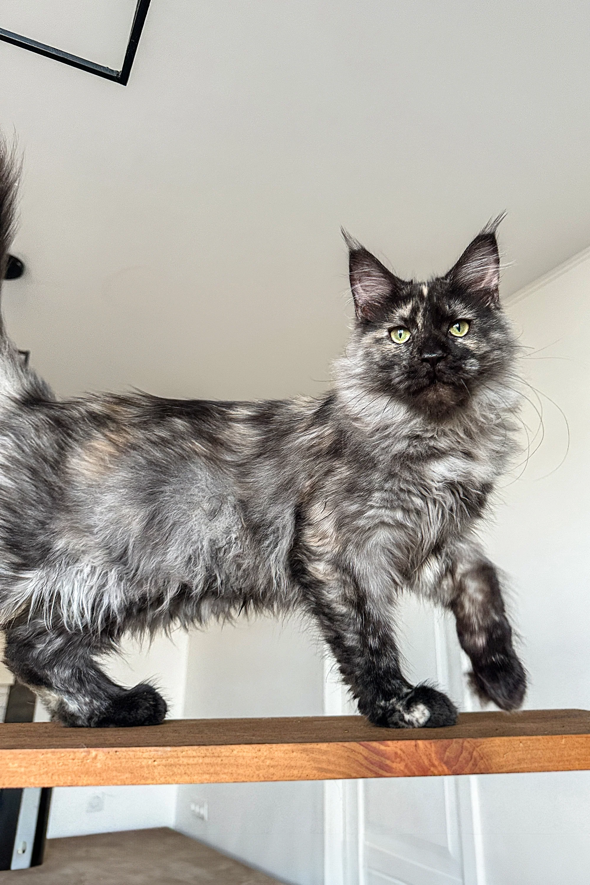Chloe | Maine Coon Kitten - Image 4