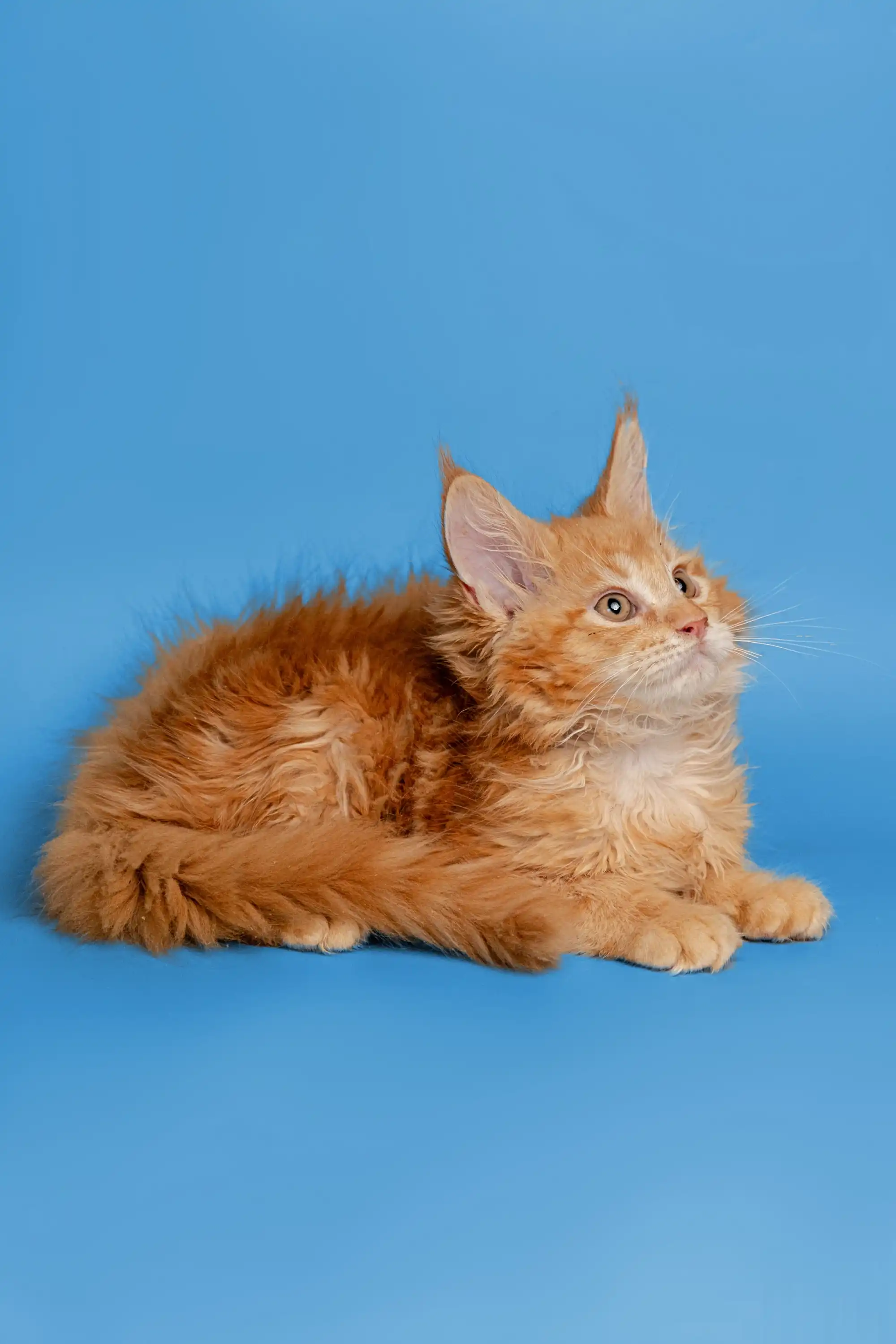 Chris | Maine Coon Kitten - Image 2
