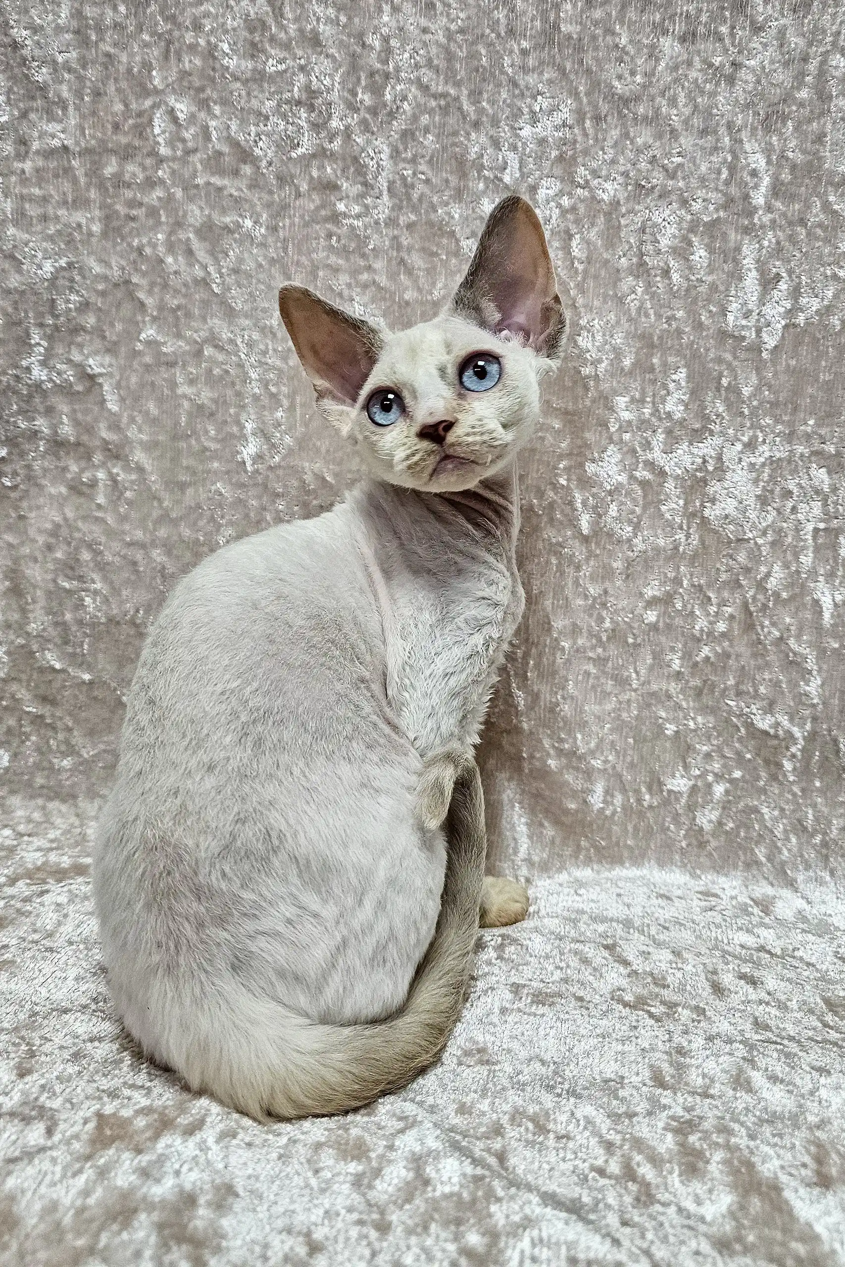 Cindy | Devon Rex Kitten - Image 6