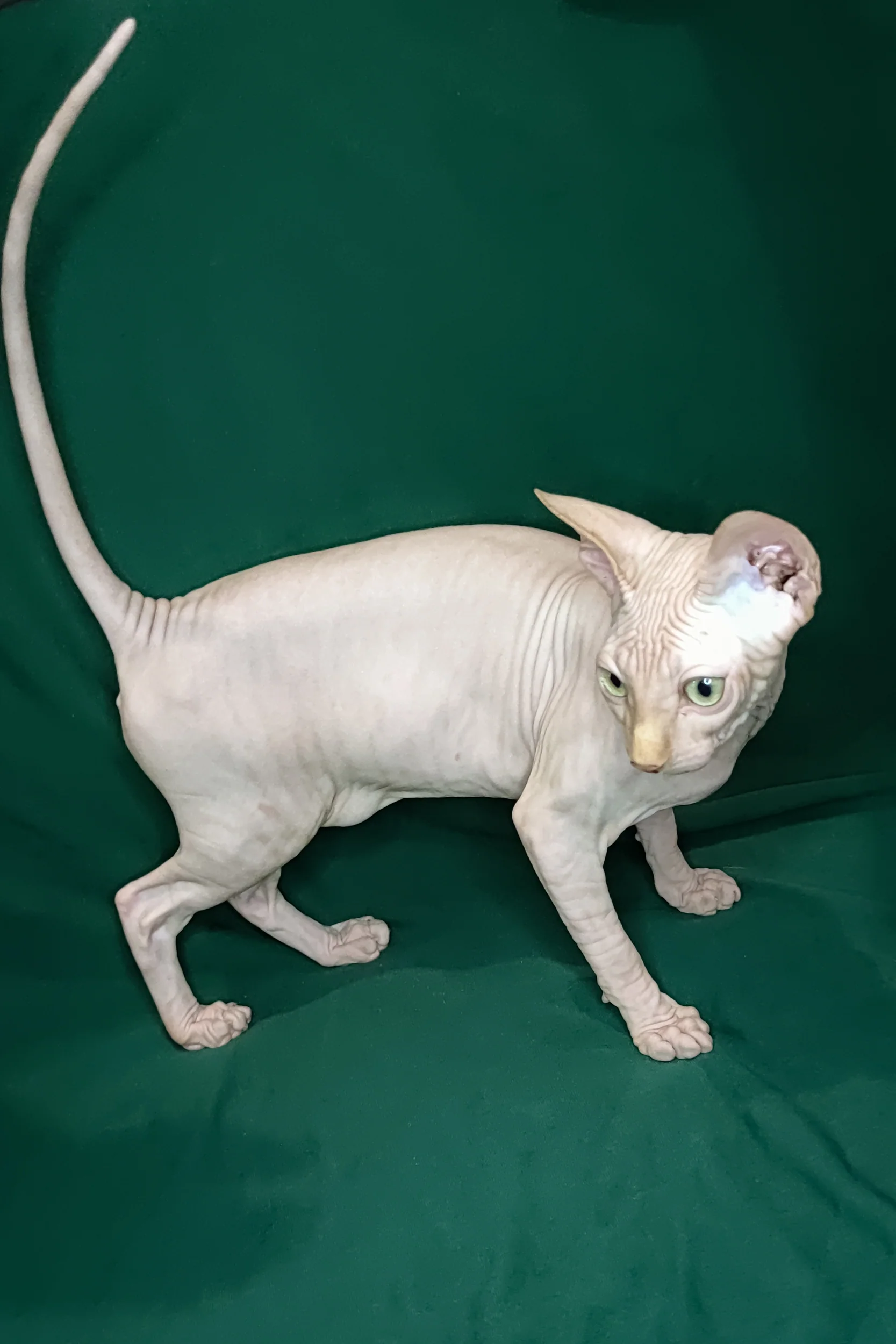Cirilla | Sphynx Kitten - Image 3