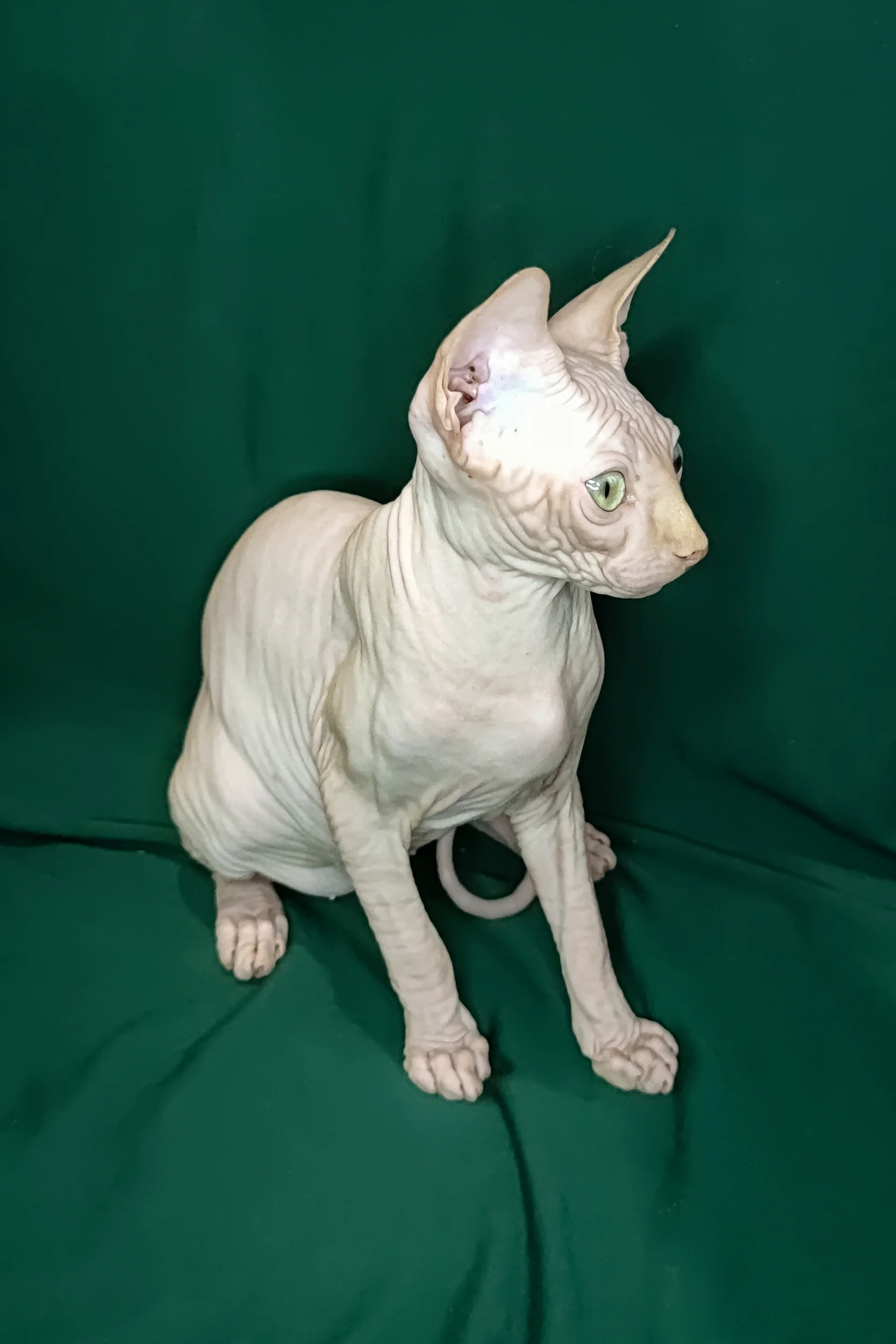 Cirilla | Sphynx Kitten - Image 5