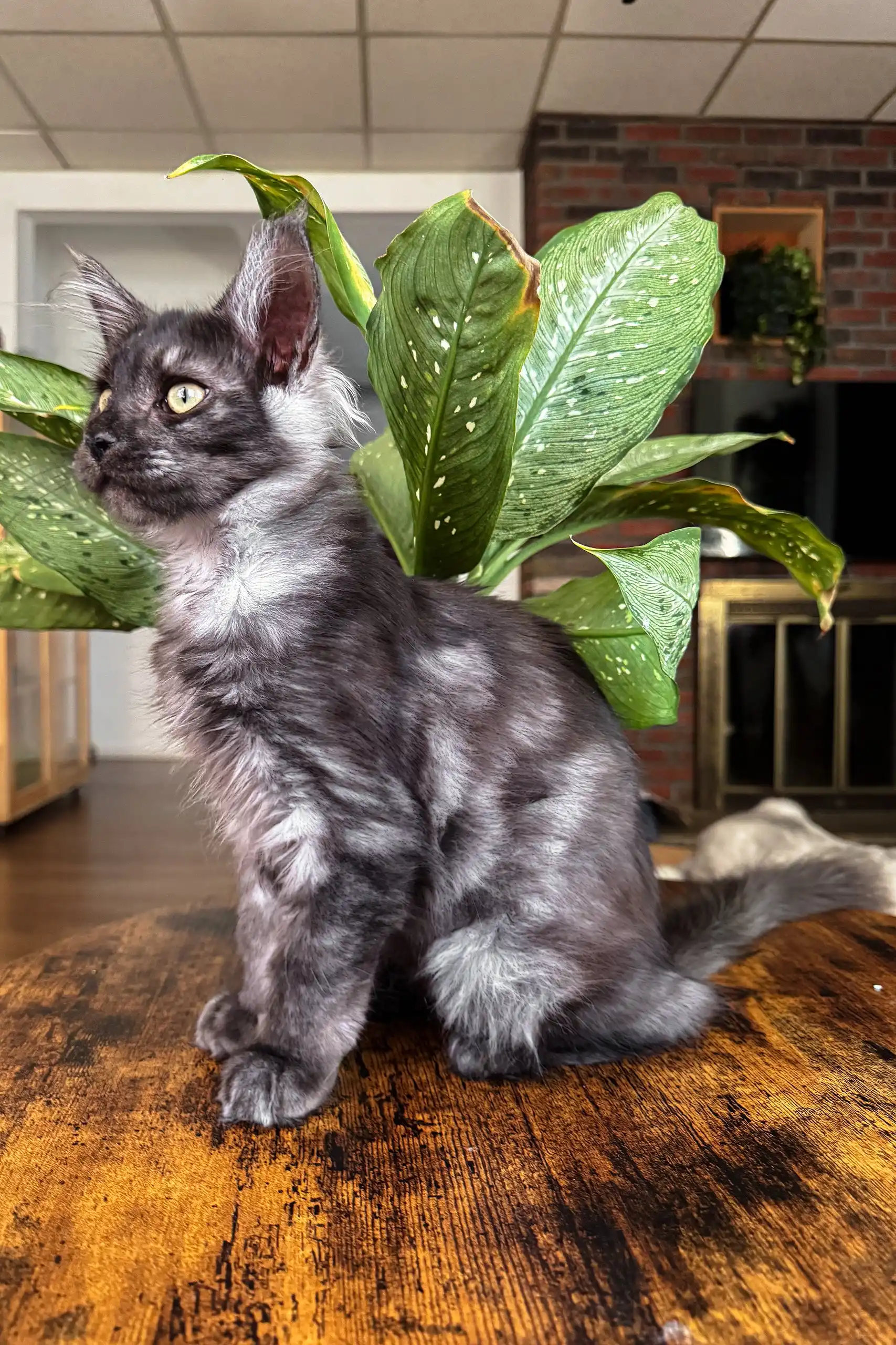 Clarius | Maine Coon - Image 6