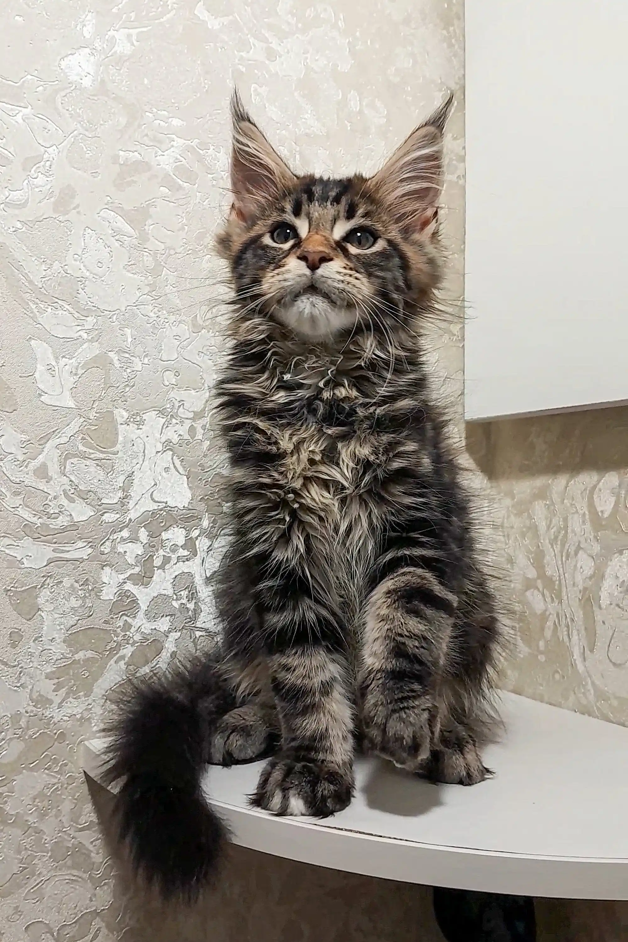 Clark | Maine Coon Kitten - Image 7