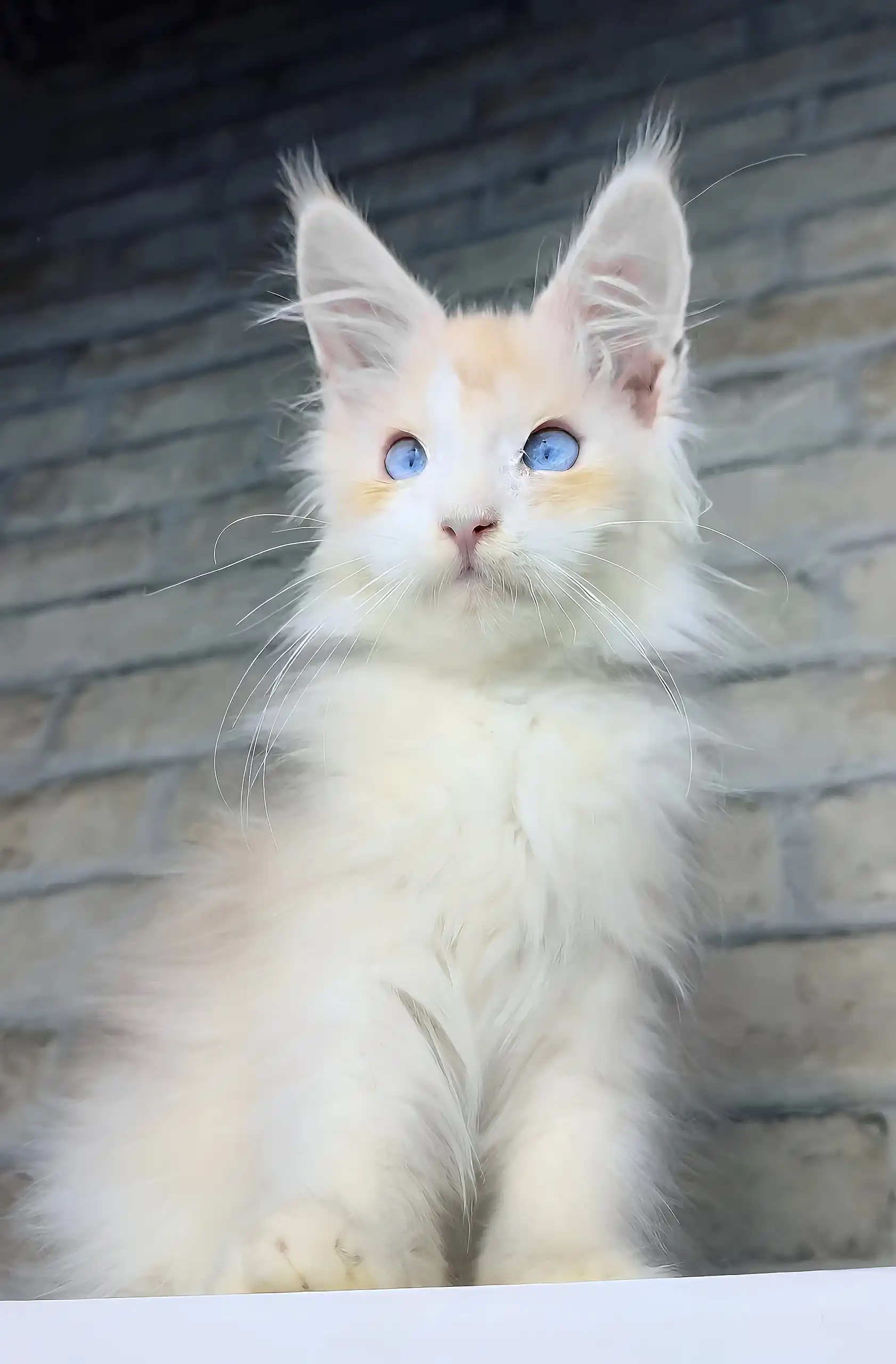 Cleo | Maine Coon Kitten - Image 2